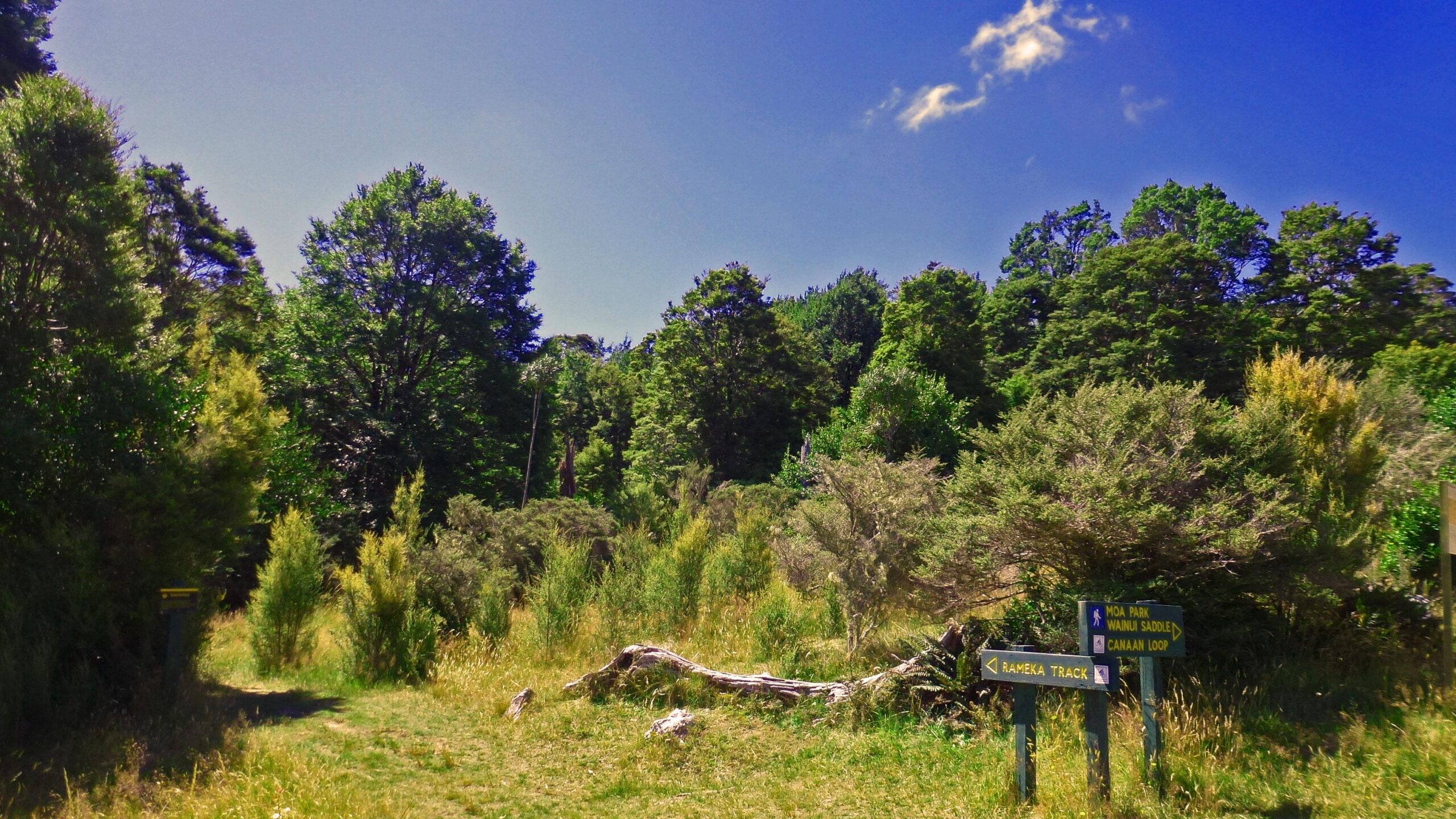 A sunny forest scene featuring a grassy clearing with several trail signs directing to various hiking paths, surrounded by lush greenery and tall trees under a clear blue sky. Rameka Track mountain bike trail.