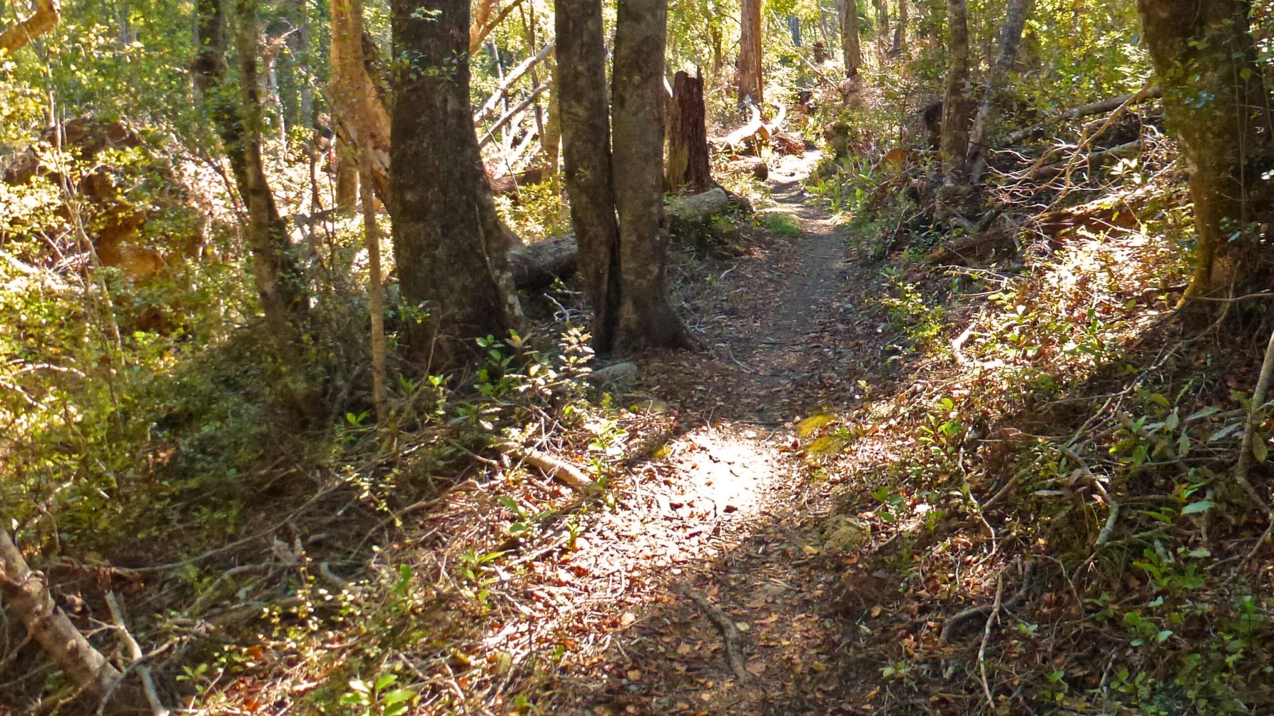 A narrow dirt path winding through a lush forest, surrounded by tall trees and dappled sunlight filtering through the leaves. The path is lined with fallen leaves and greenery, inviting exploration into the tranquil natural setting. Rameka Track mountain bike trail.