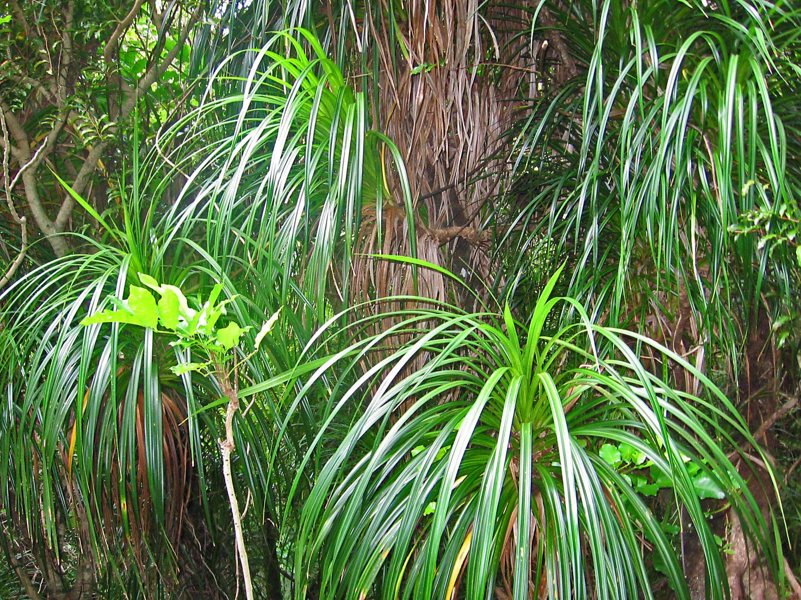 Lush green leaves of various tropical plants, including long, arching fronds and smaller leaves, create a dense, vibrant forest scene. Queen Charlotte Track mountain bike trail.