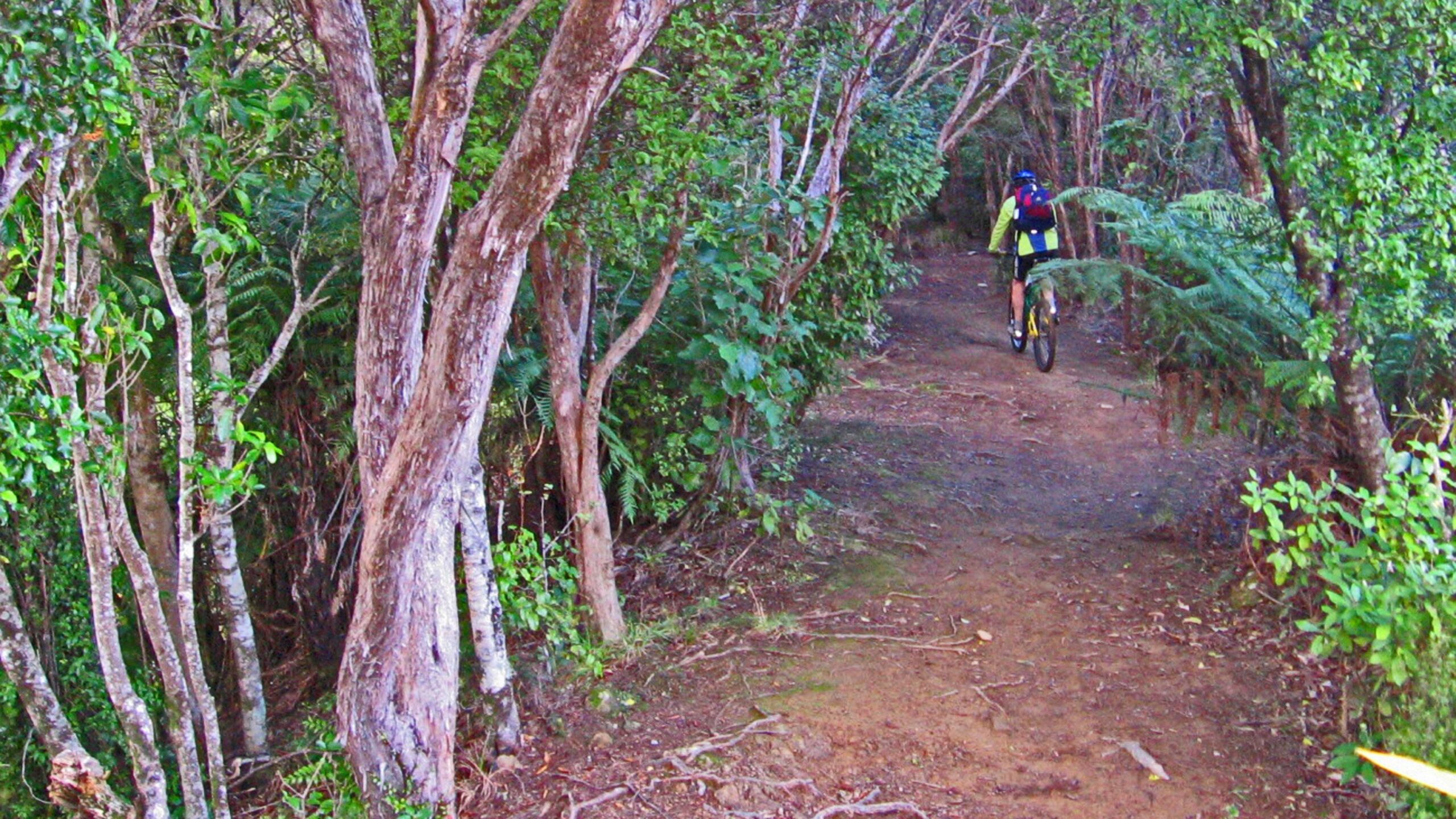 A cyclist riding down a narrow dirt path surrounded by lush greenery and trees, with sunlight filtering through the foliage. The path is lined with various plants, creating a natural and serene atmosphere in the wilderness. Queen Charlotte Track mountain bike trail.