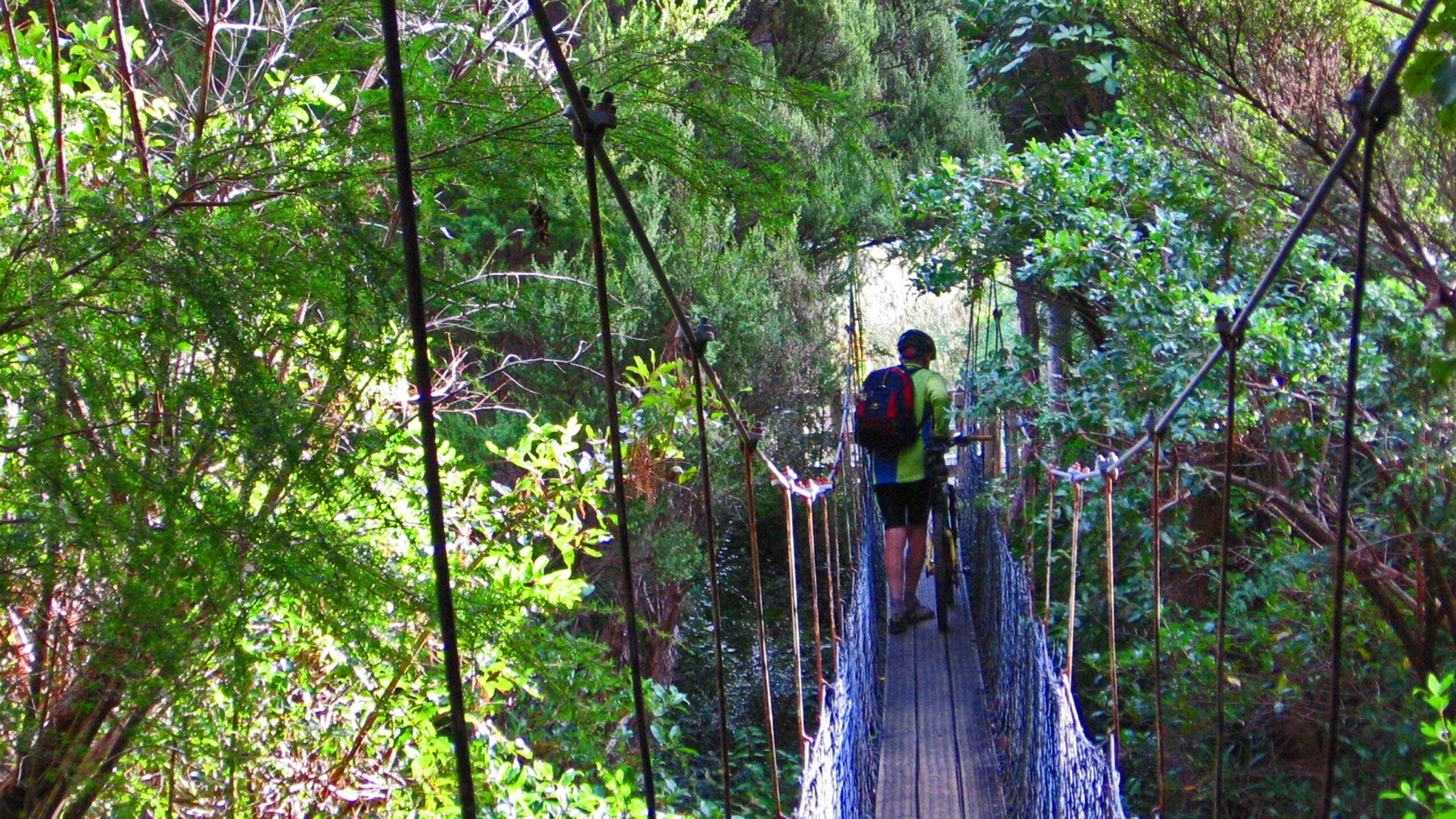 A person wearing a green shirt and a backpack walks across a narrow suspension bridge surrounded by lush greenery and trees. The sunlight filters through the leaves, creating a vibrant and inviting atmosphere. Queen Charlotte Track mountain bike trail.