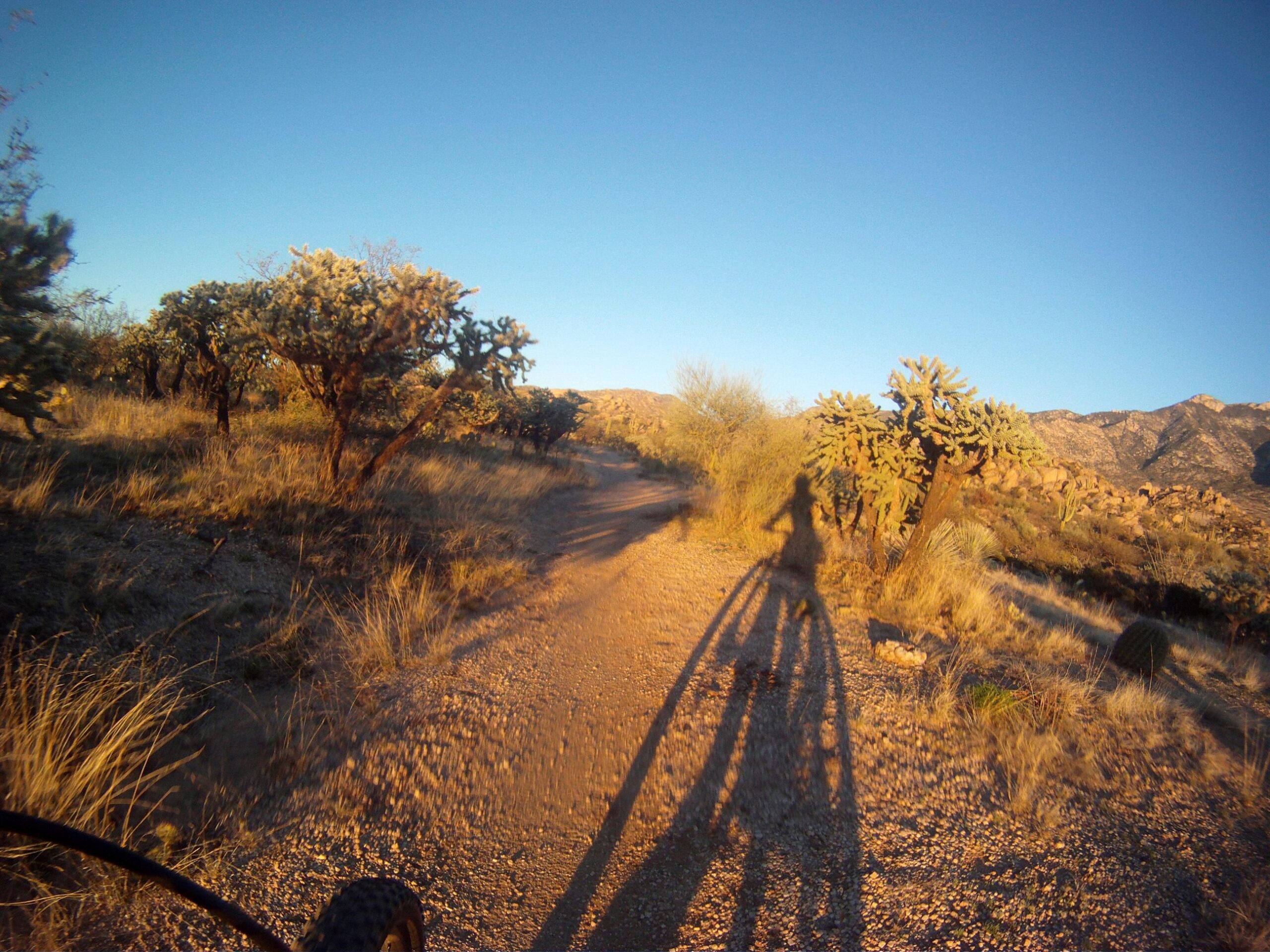 A rugged dirt path winding through a desert landscape, with cacti and shrubs on either side. The sunlight casts long shadows of a cyclist and their bike on the ground, highlighting the serene beauty of the scenery. The background features distant mountains under a clear blue sky, with golden sunlight illuminating the environment. 50-year Trail / Golder Ranch mountain bike trail.
