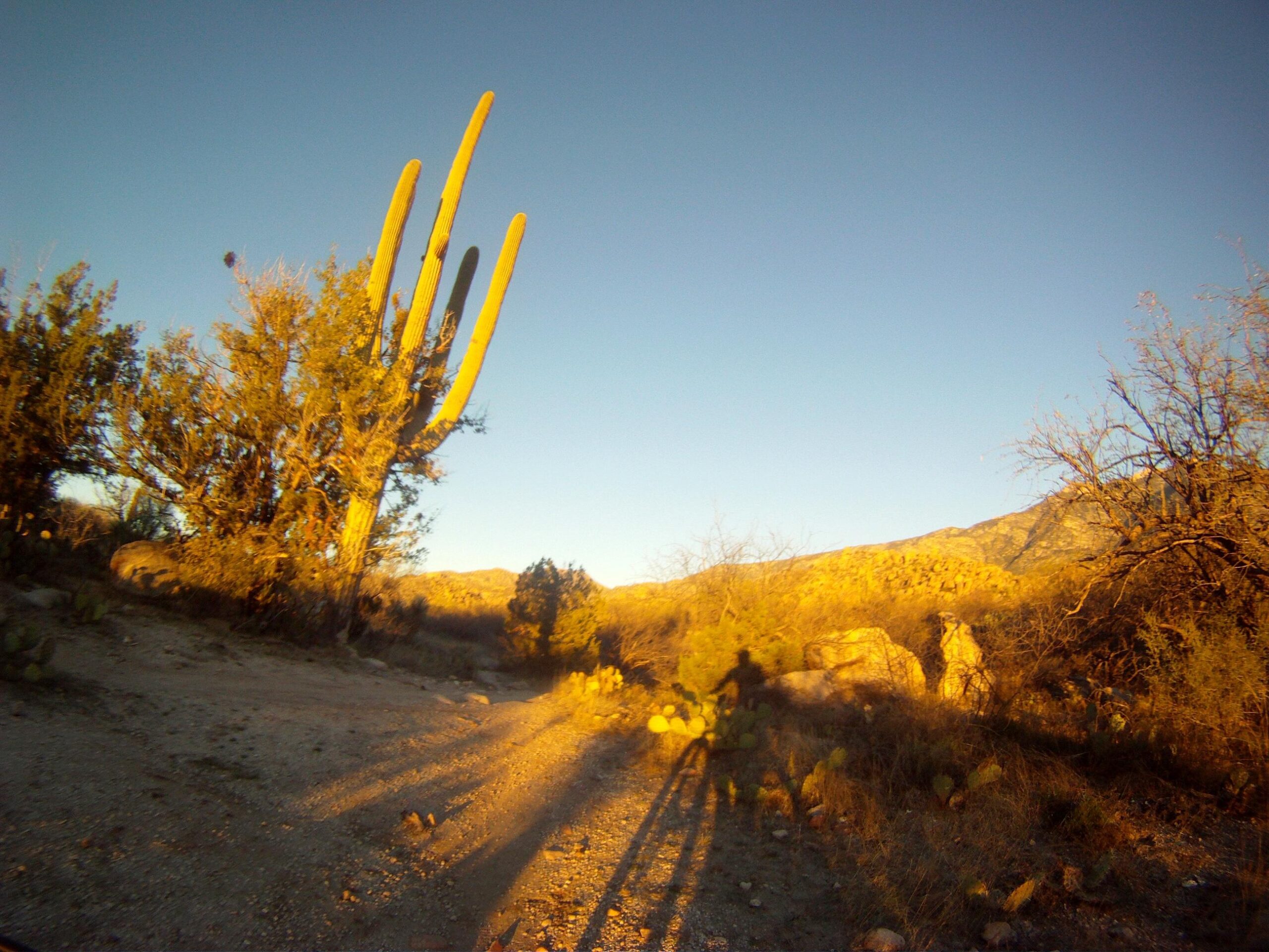 A scenic desert landscape at sunset featuring a tall saguaro cactus, surrounding shrubs, and rocky terrain. A shadow of a person is visible on the ground, casting long shadows in the warm golden light. 50-year Trail / Golder Ranch mountain bike trail.