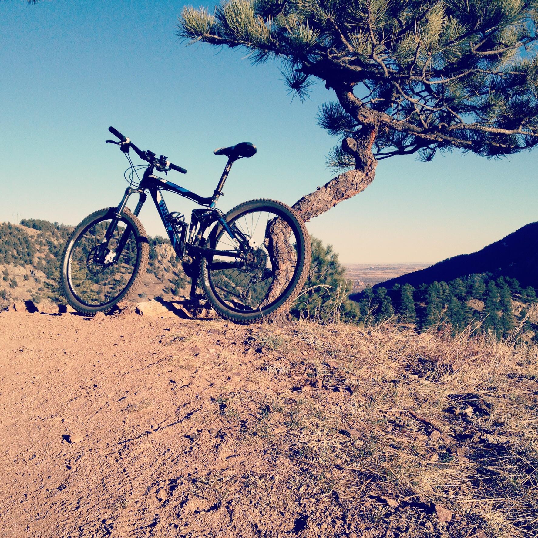 Trek Fuel EX 5: A mountain bike parked next to a twisted pine tree on a dirt trail, with a scenic view of hills and a clear blue sky in the background.