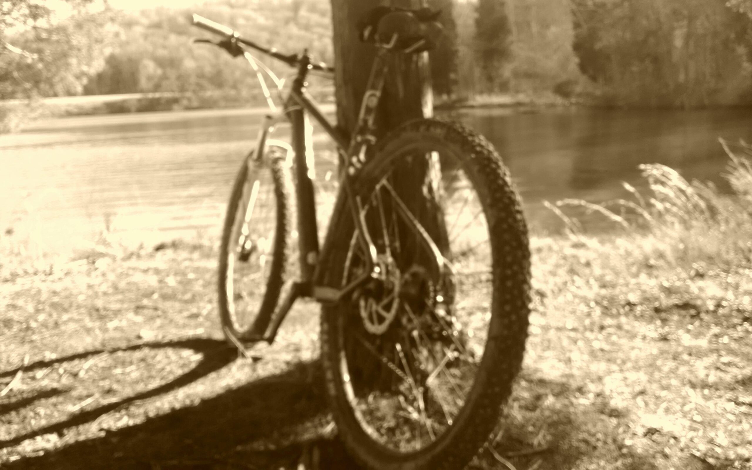 Raleigh Talus Comp 29: A sepia-toned image of a mountain bike leaning against a tree by a tranquil lakeside. The scene features soft-focus greenery in the background and the water's reflective surface, creating a serene outdoor atmosphere. The bike's tires are prominently visible, indicating recent use.
