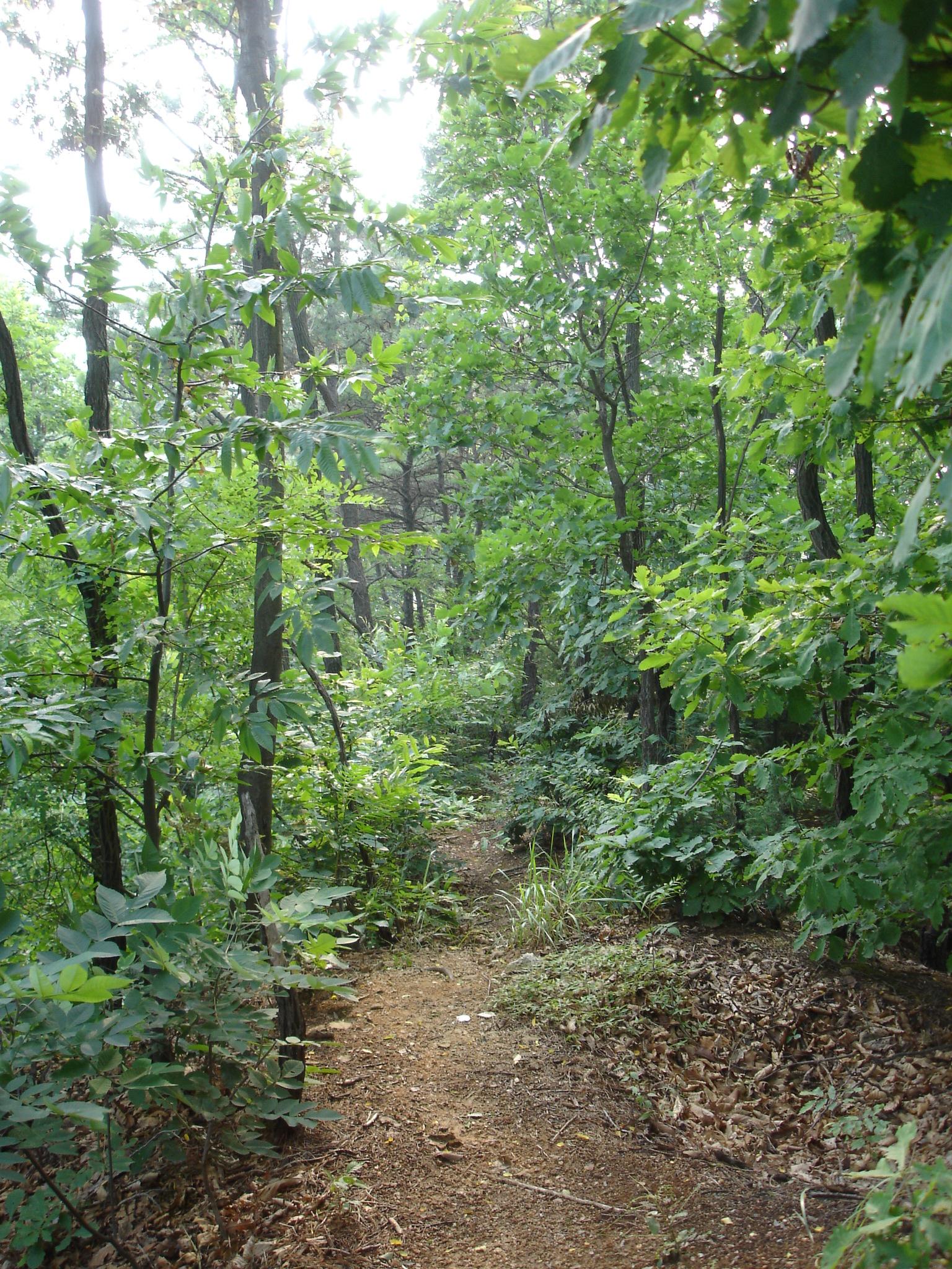 A narrow dirt path winding through a lush green forest, surrounded by tall trees and dense foliage. Sunlight filters through the leaves, creating a serene and tranquil atmosphere. Machesan mountain bike trail.