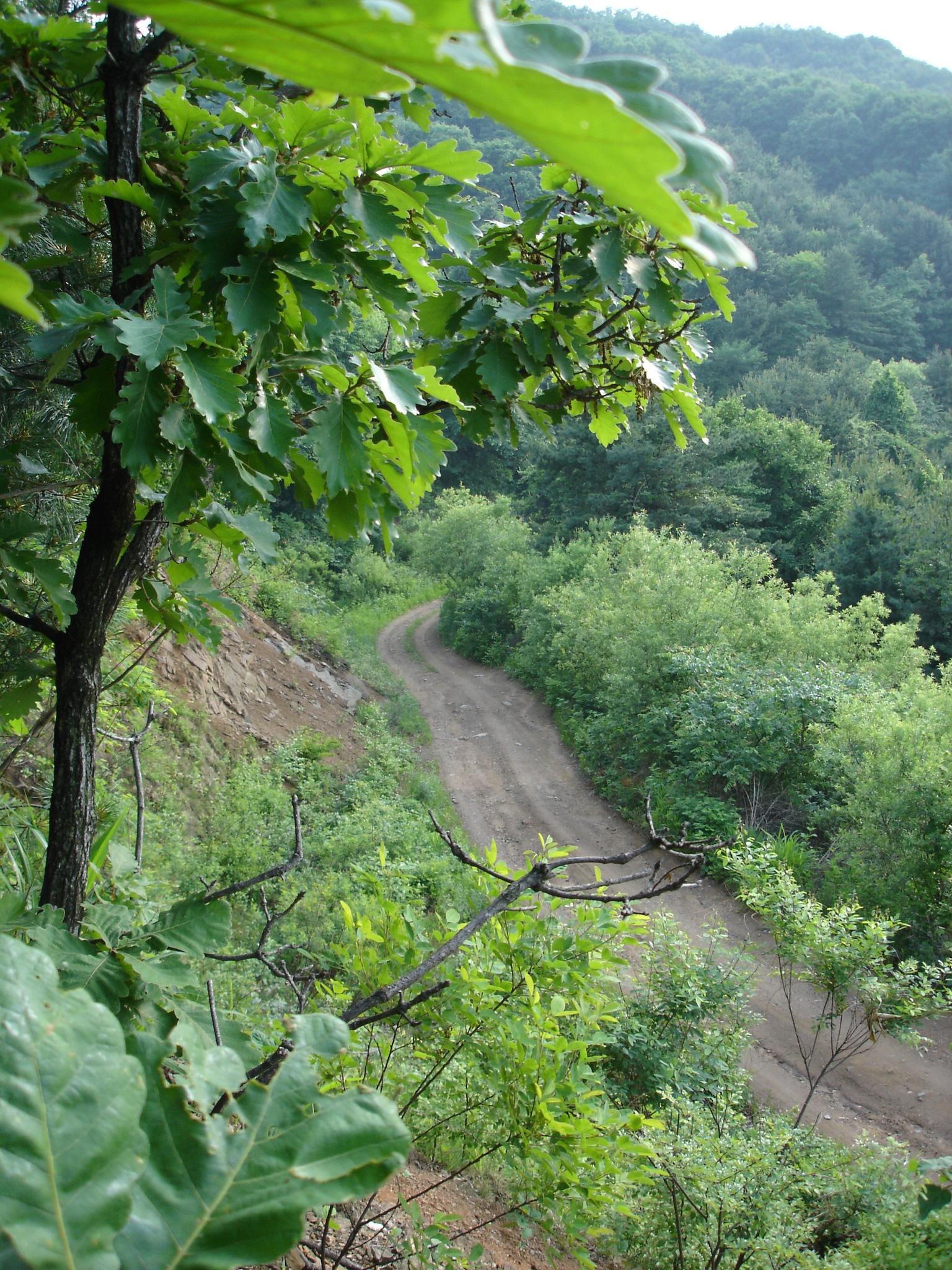 A winding dirt path surrounded by lush green foliage and trees, viewed from an elevated position. The scene captures a peaceful natural landscape, with vibrant leaves in the foreground and a backdrop of rolling hills covered in dense vegetation. Machesan mountain bike trail.