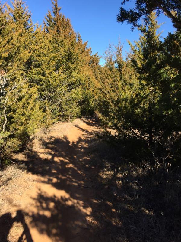 A sandy path winding through dense green trees under a clear blue sky, with shadows cast on the ground. McMurtry Trail mountain bike trail.