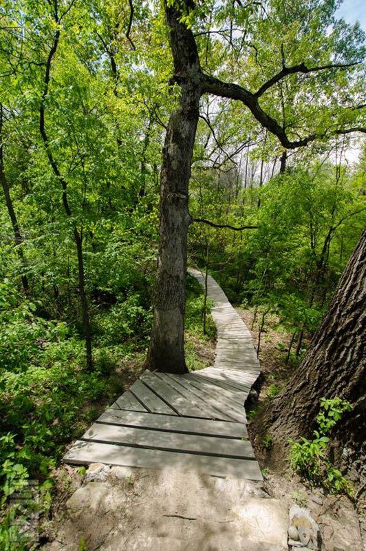 A winding wooden boardwalk meanders through a lush green forest, bordered by tall trees and vibrant foliage under a bright sky. Outback Trail at Imagination Glenn mountain bike trail.