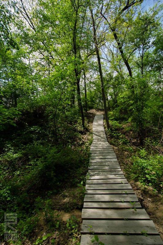 A wooden walkway winding through a lush green forest, surrounded by tall trees and dense underbrush, leading into the distance under a bright sky. Outback Trail at Imagination Glenn mountain bike trail.