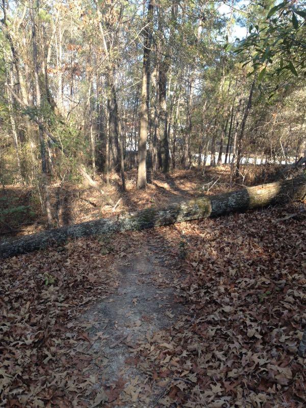 A narrow dirt path surrounded by trees, with a fallen log crossing the trail. The ground is covered with a layer of dry, fallen leaves, and the scene is illuminated by soft sunlight filtering through the branches. Fort Benning MTB Trail mountain bike trail.