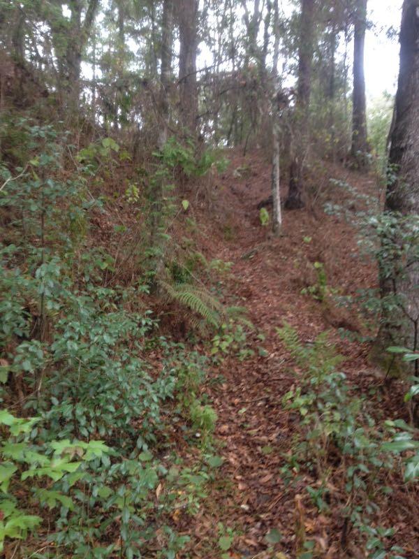 A narrow dirt path winding through a forest, surrounded by greenery and fallen leaves, with trees lining both sides. The scene suggests a peaceful, natural environment. Withlacoochee State Forest: Croom Section mountain bike trail.