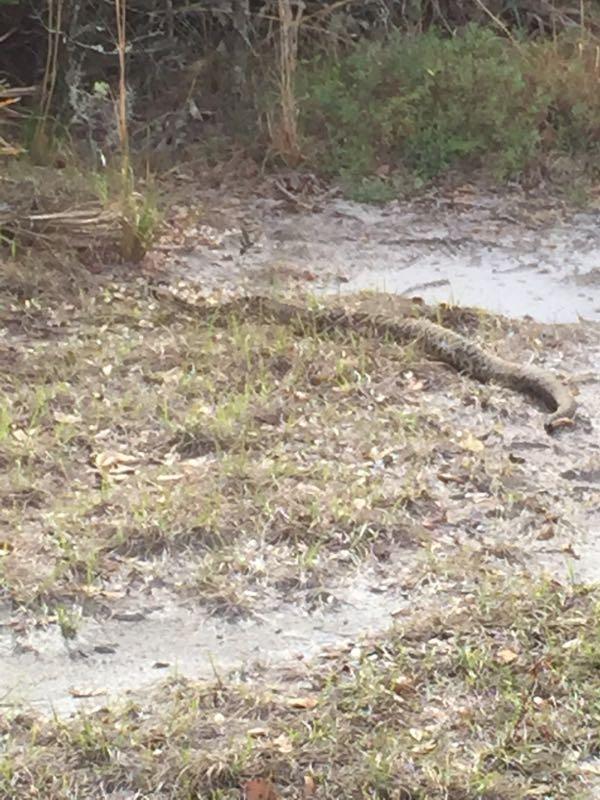 A snake slithering across a patch of grass near a wet area, surrounded by sparse vegetation and fallen leaves. Balm Boyette Scrub Preserve mountain bike trail.
