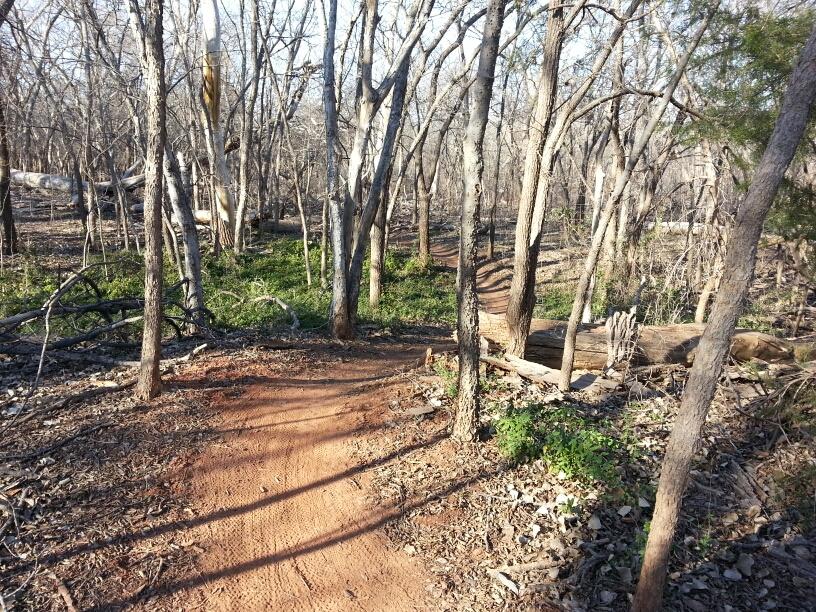 A dirt path winding through a dense, leafless forest with scattered rocks and fallen trees. Sunlight filters through the branches, illuminating patches of green undergrowth. The trail curves to the right, inviting exploration of the natural surroundings. Wee-chi-ta mountain bike trail.