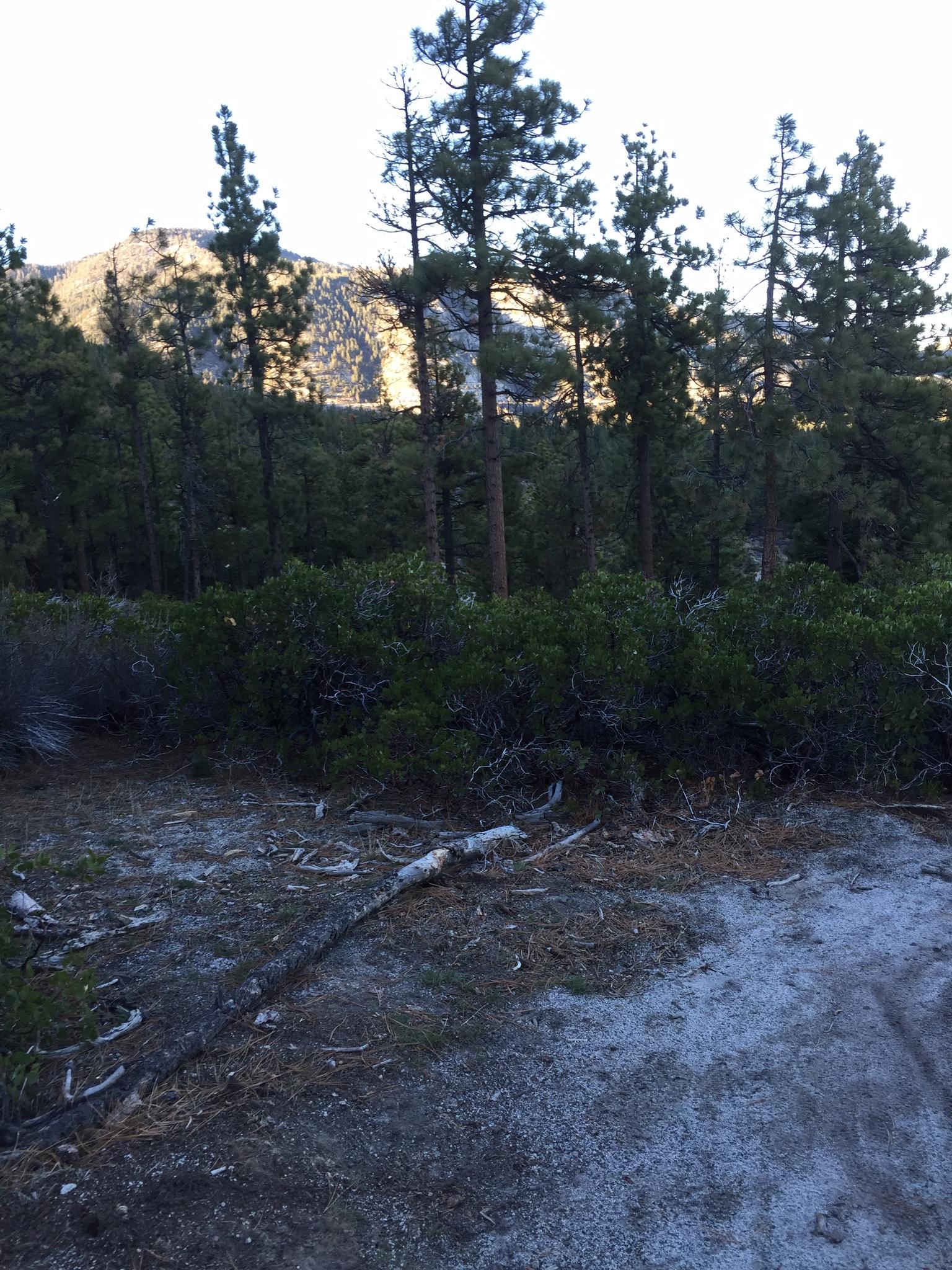 A serene forest landscape featuring tall pine trees surrounding a dirt path, with distant mountains partially illuminated by sunlight in the background. The ground is covered with fallen branches and patches of grass, creating a natural woodland atmosphere. Clear Creek Canyon mountain bike trail.