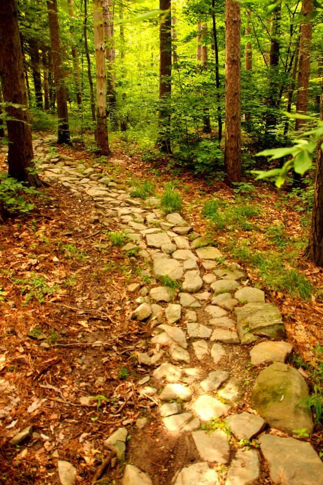 A winding stone pathway through a lush green forest, surrounded by tall trees and dappled sunlight filtering through the leaves, creating a serene and inviting atmosphere for a walk in nature. Pittstown State Forest mountain bike trail.