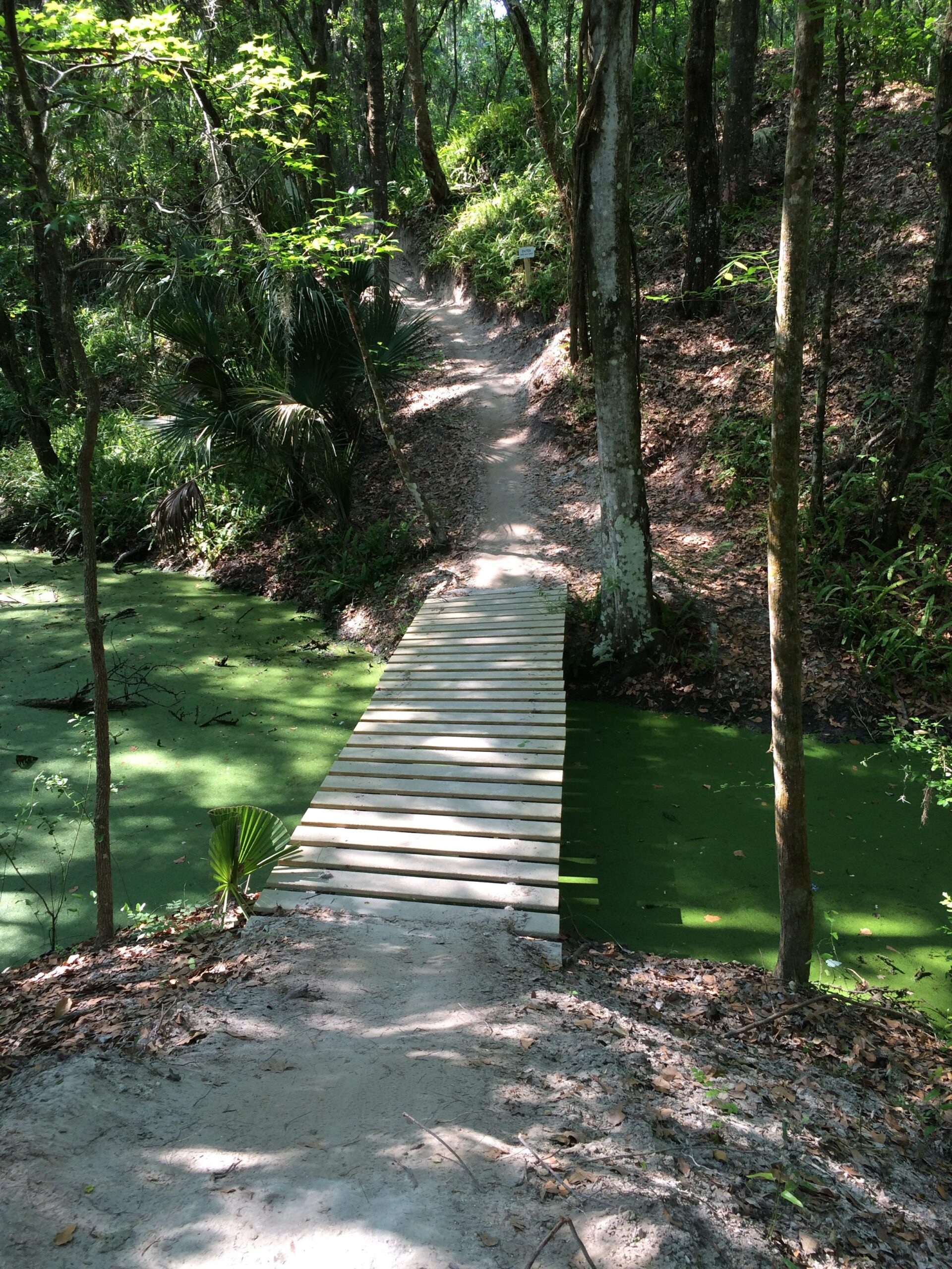 A wooden footbridge stretches across a green, algae-covered pond in a lush, wooded area. A dirt path winding through the trees leads to the bridge, surrounded by vibrant green foliage and fallen leaves. Sunlight filters through the leaves, casting dappled shadows on the ground. Alafia River State Park mountain bike trail.