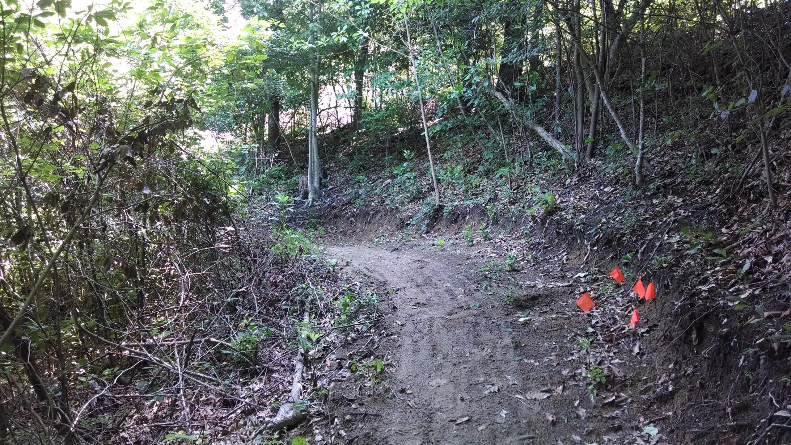 A narrow dirt path winding through a forested area, surrounded by dense green foliage and occasional trees. Small orange flags are positioned along the edge of the trail, and the ground is covered with leaves and small plants. The scene conveys a sense of nature and outdoor exploration. Brown's Creek Nature Park mountain bike trail.