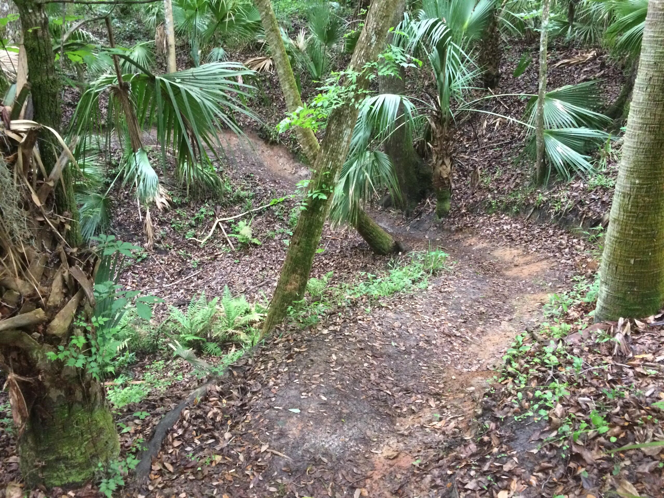 A winding dirt path through a lush forest, surrounded by green ferns and palm trees, with fallen leaves covering the ground. The scene conveys a tranquil and natural environment, ideal for a hiking or nature exploration setting. Chuck Lennon Park mountain bike trail.