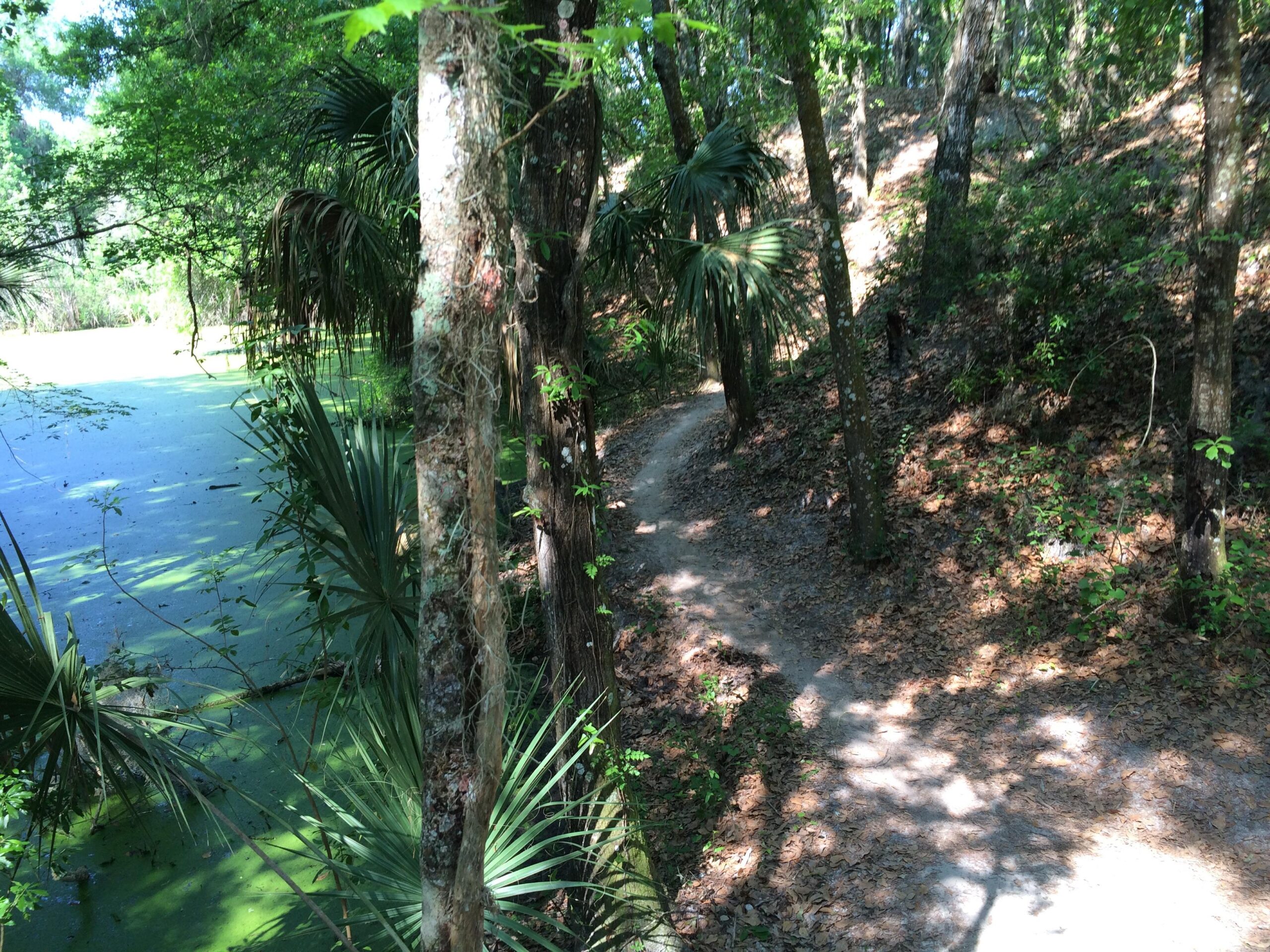 A winding dirt path surrounded by lush greenery, with tall trees and dense underbrush on either side. To the left, a still pond covered with green algae reflects the trees above. Sunlight filters through the leaves, creating dappled shadows on the ground. Alafia River State Park mountain bike trail.