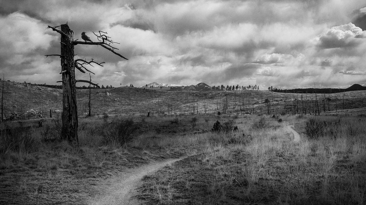 A black and white landscape featuring a barren field with a winding dirt path. In the foreground, a dead tree stands with a few branches extending outward, while scattered remnants of burnt trees are visible throughout the landscape. Rolling hills with snow-capped mountains are seen in the distance under a cloudy sky. Chair Rocks mountain bike trail.