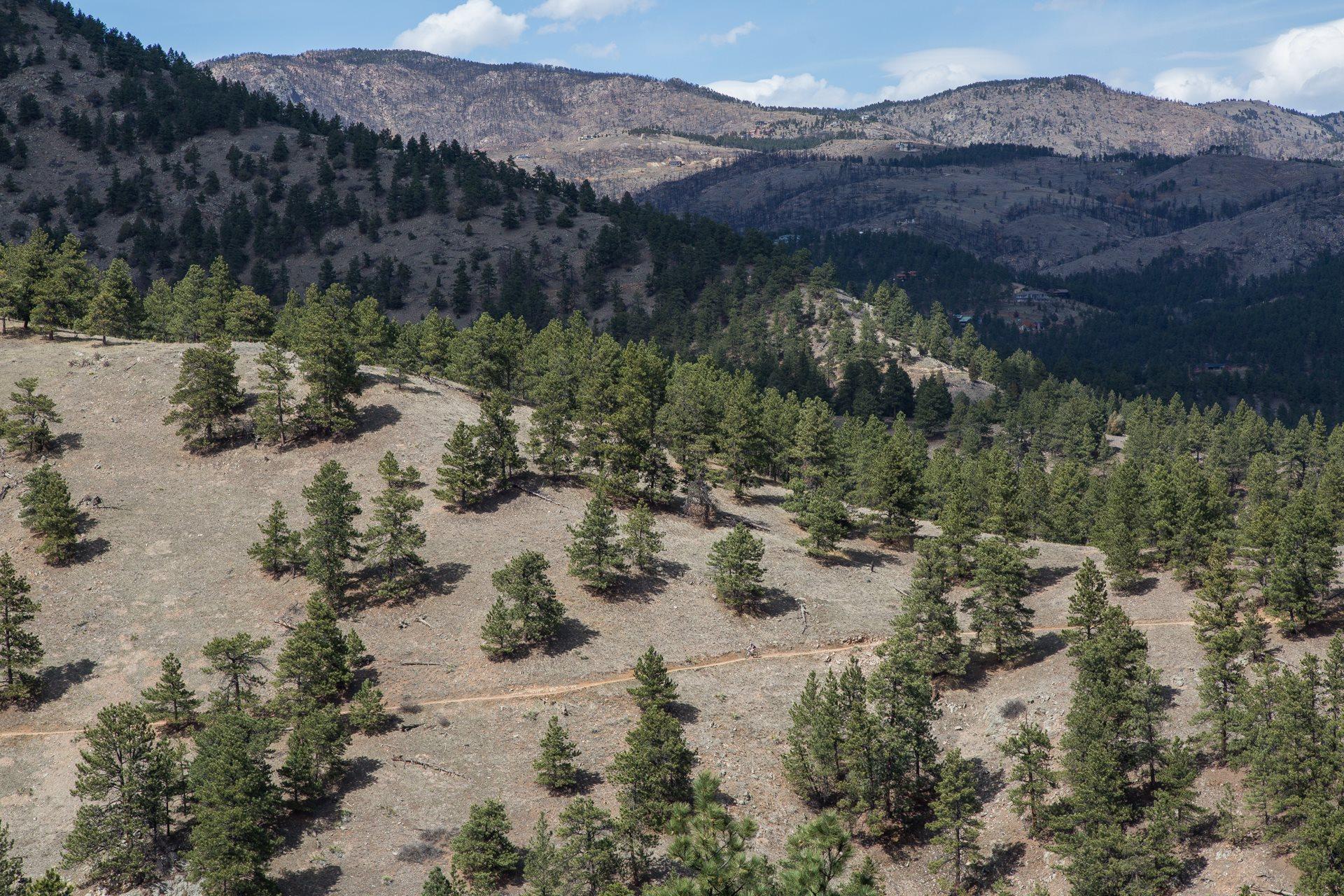 A panoramic view of rolling hills covered with evergreen trees under a bright blue sky. The landscape features a mixture of rocky terrain and patches of bare ground, along with a narrow dirt trail winding through the trees. In the background, additional mountains are visible, adding depth to the scenic view. Betasso Preserve mountain bike trail.