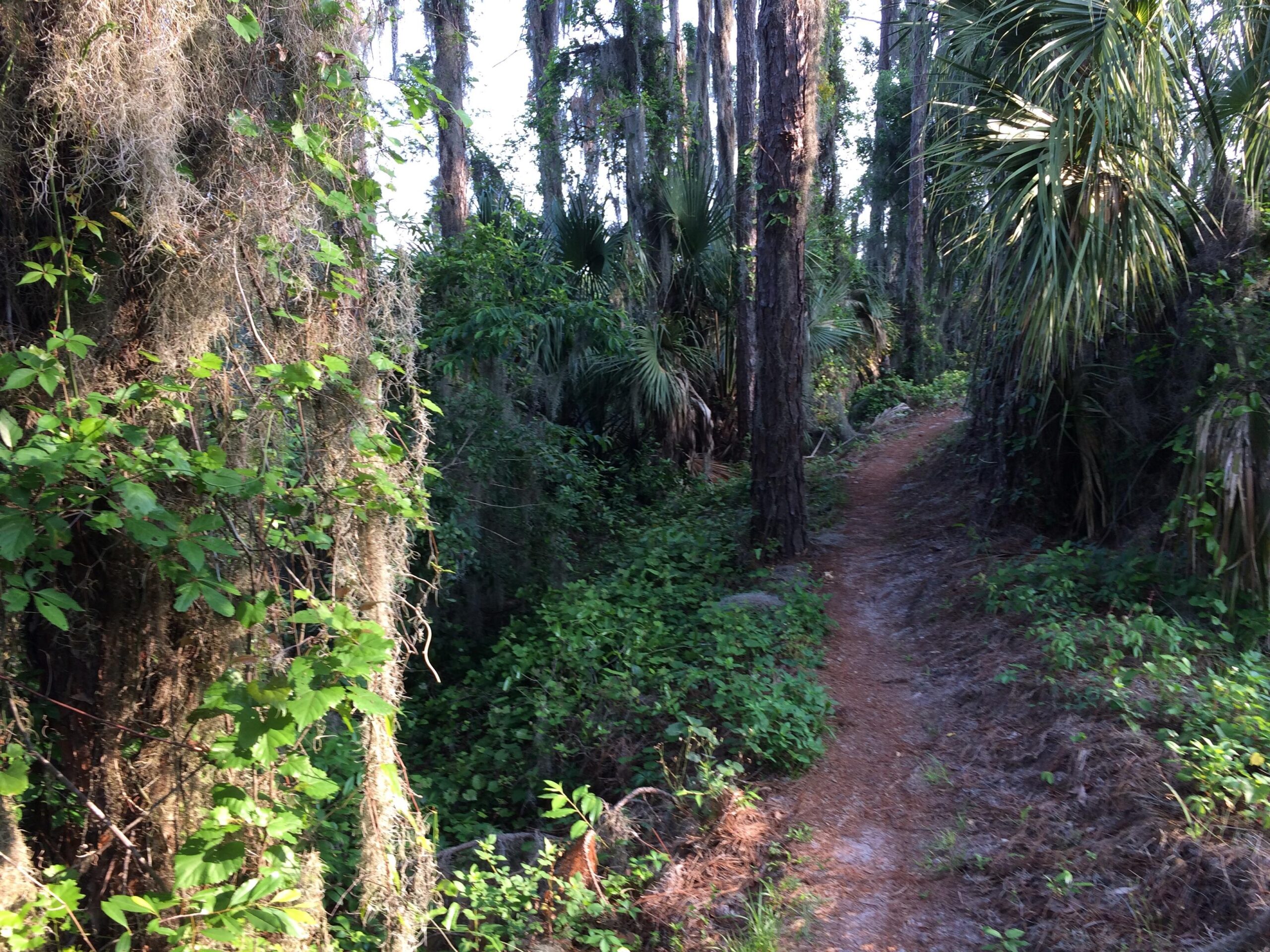 A natural forest trail surrounded by lush greenery, including tall trees, hanging moss, and various plants. The path appears narrow and meanders through the vibrant foliage, inviting exploration in a peaceful outdoor setting. Balm Boyette Scrub Preserve mountain bike trail.