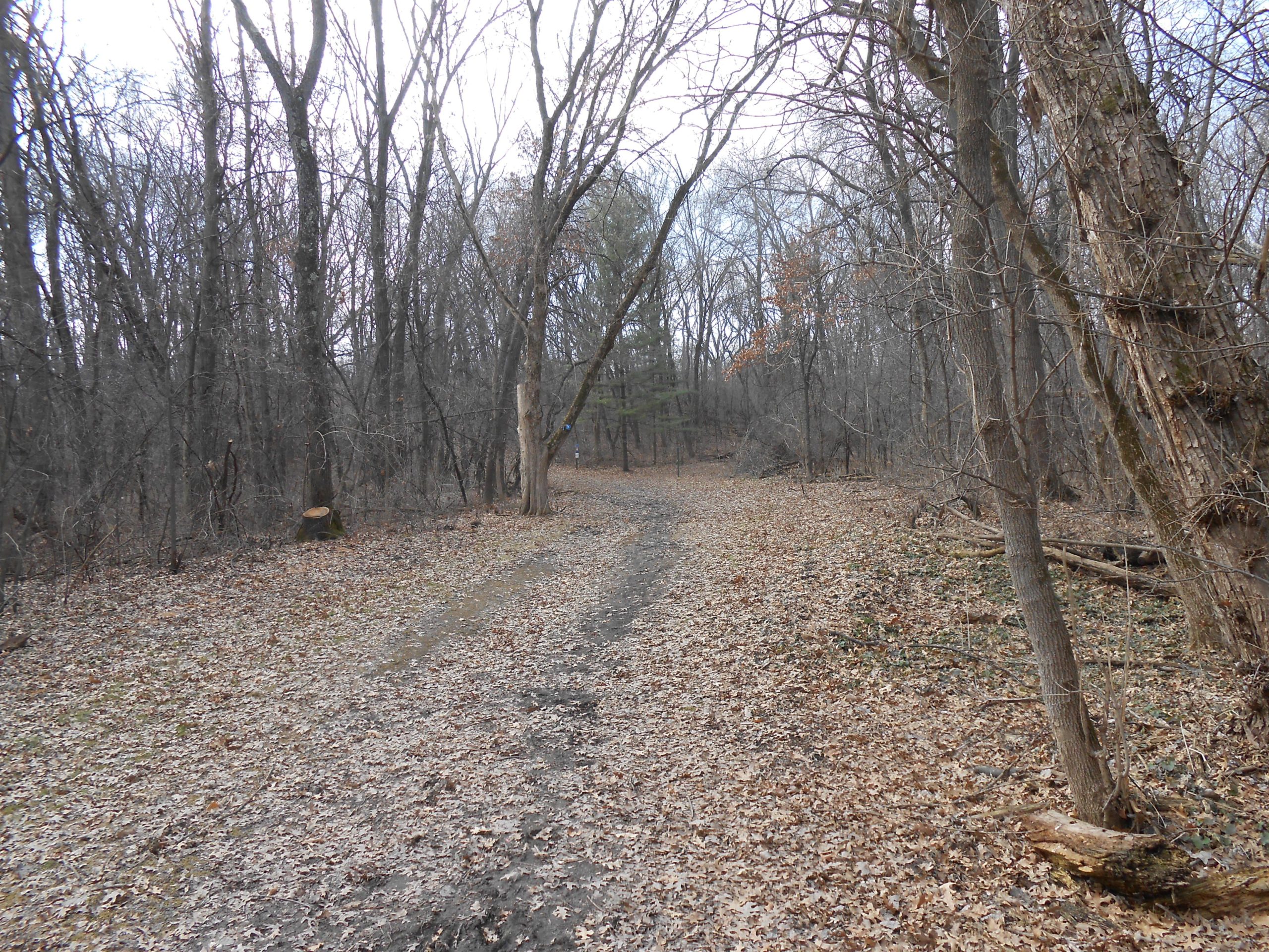 A winding dirt path through a leaf-covered forest, surrounded by bare trees with a few remnants of autumn leaves, creating a tranquil and rustic atmosphere. Rockport Park MTB mountain bike trail.