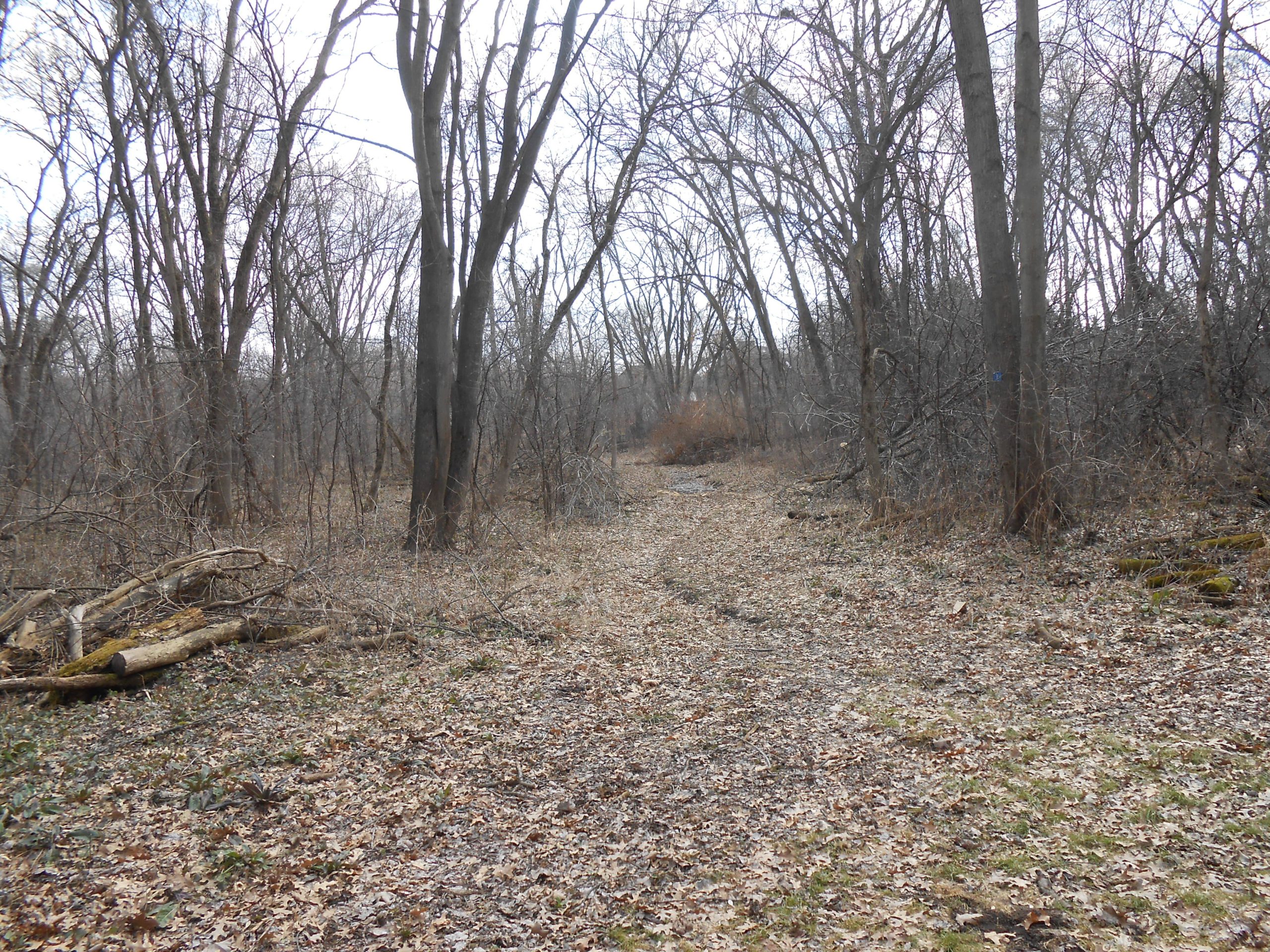A winding dirt path through a sparse, leaf-covered forest with bare trees and scattered brush, set against a cloudy sky. Rockport Park MTB mountain bike trail.