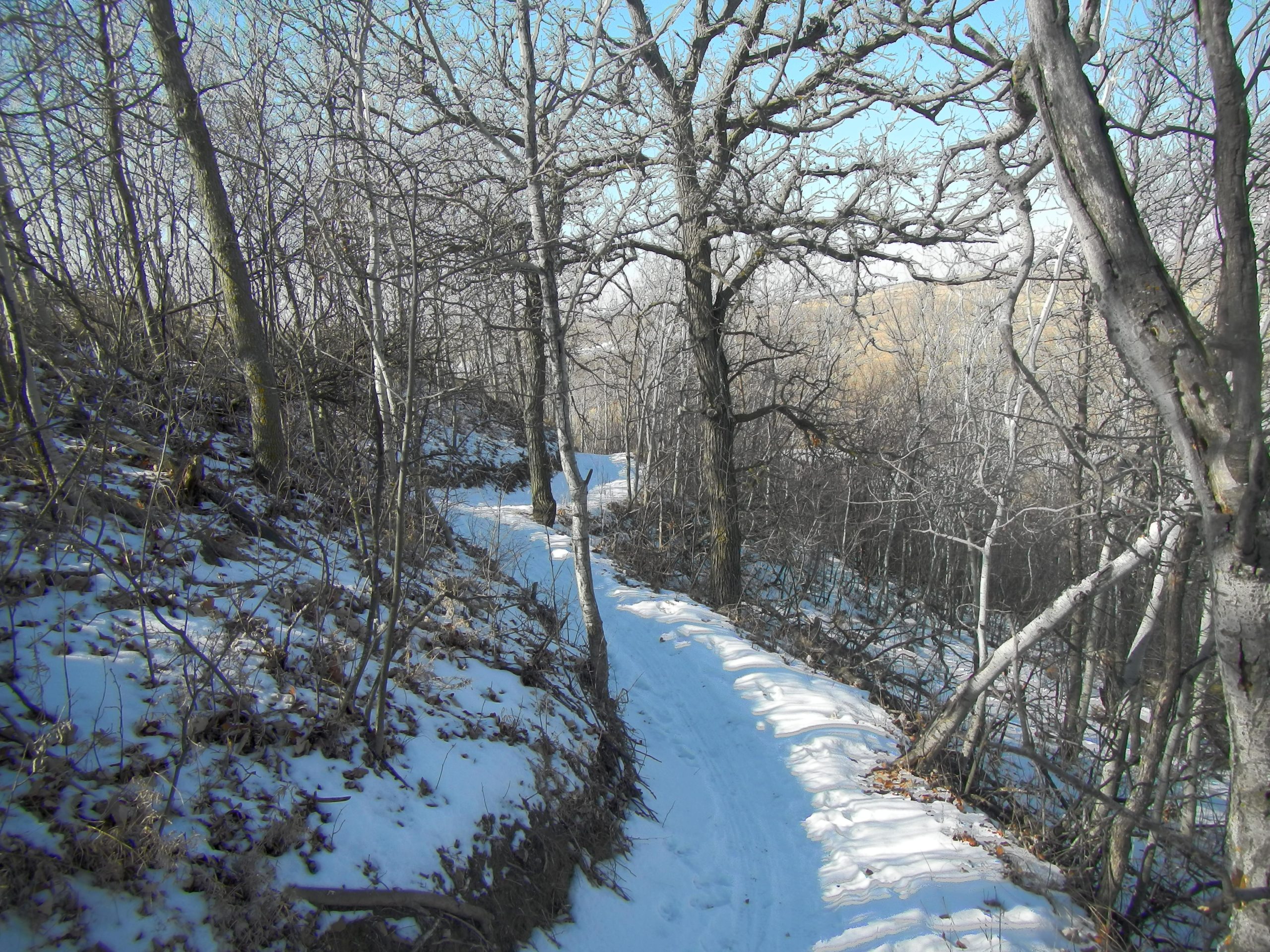 A winding snow-covered path through a winter forest, surrounded by bare trees and underbrush under a clear blue sky. Harmon mountain bike trail.