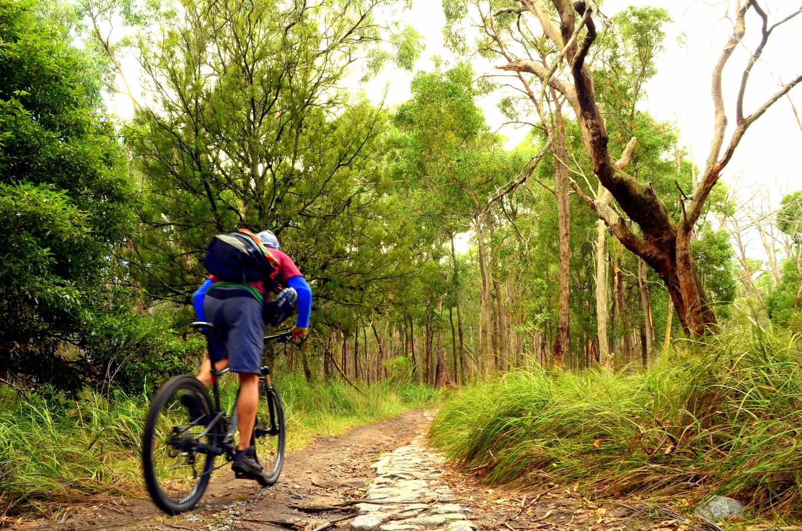 A mountain biker riding along a rocky path in a lush green forest, surrounded by tall trees and vibrant undergrowth. Lysterfield Mountain Bike Area mountain bike trail.