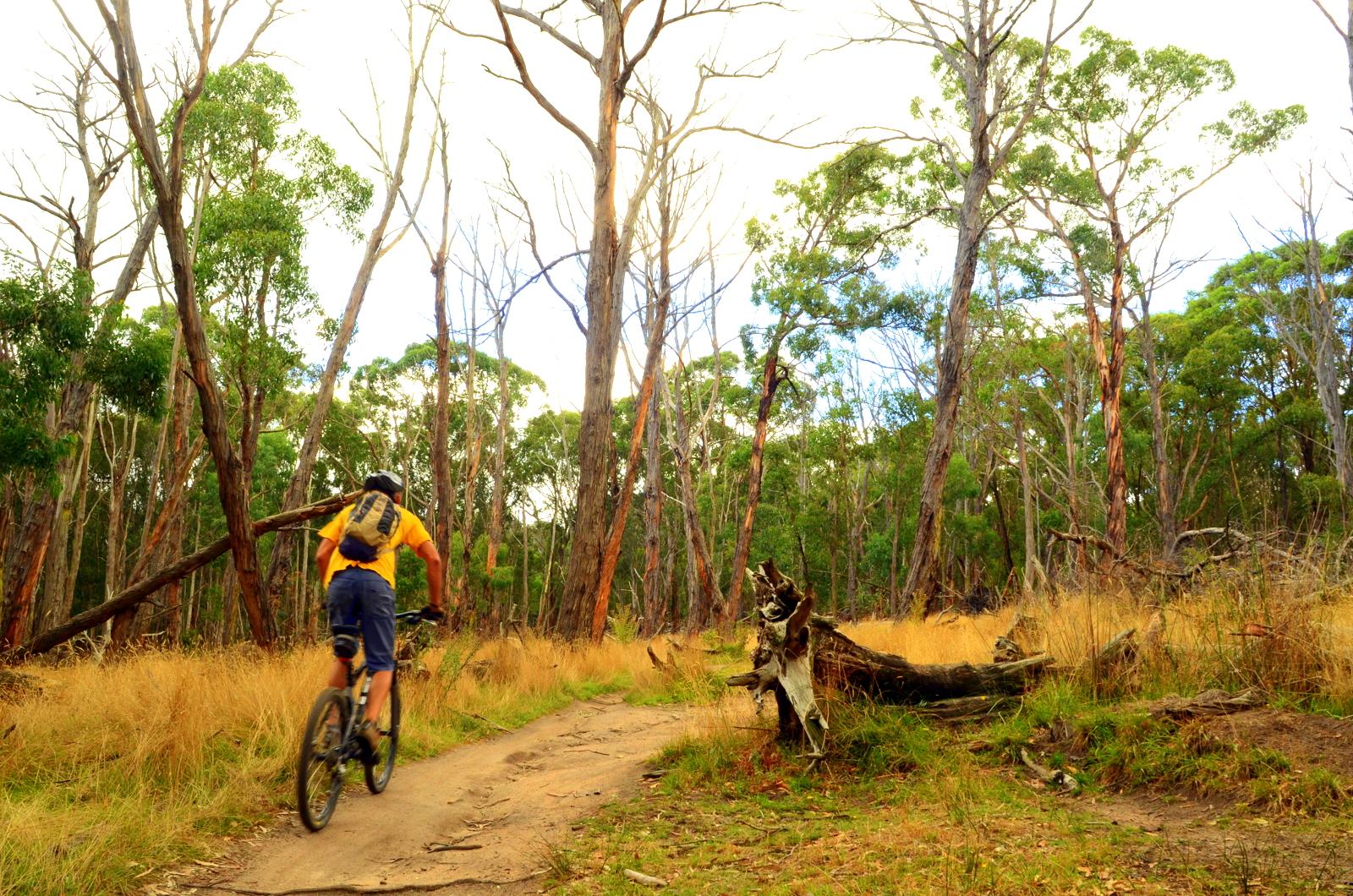 A person riding a mountain bike along a dirt trail surrounded by tall trees and grassy vegetation in a wooded area. Lysterfield Mountain Bike Area mountain bike trail.