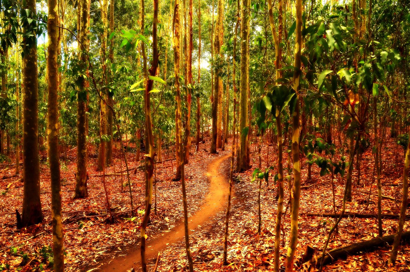 A winding dirt path meanders through a dense forest of tall, slender trees, surrounded by lush green foliage and a carpet of fallen leaves. Sunlight filters through the branches, casting a warm glow on the tranquil scene, emphasizing the rich colors of the leaves and the earthy tones of the ground. Lysterfield Mountain Bike Area mountain bike trail.