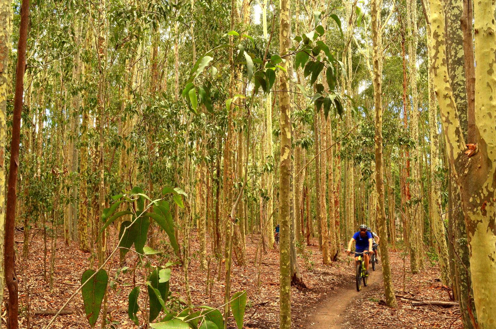 A group of mountain bikers riding along a narrow dirt trail through a lush, eucalyptus forest. Tall trees with smooth, peeling bark surround the path, while green foliage and fallen leaves cover the ground. Sunlight filters through the canopy, creating a vibrant and dynamic atmosphere. Lysterfield Mountain Bike Area mountain bike trail.