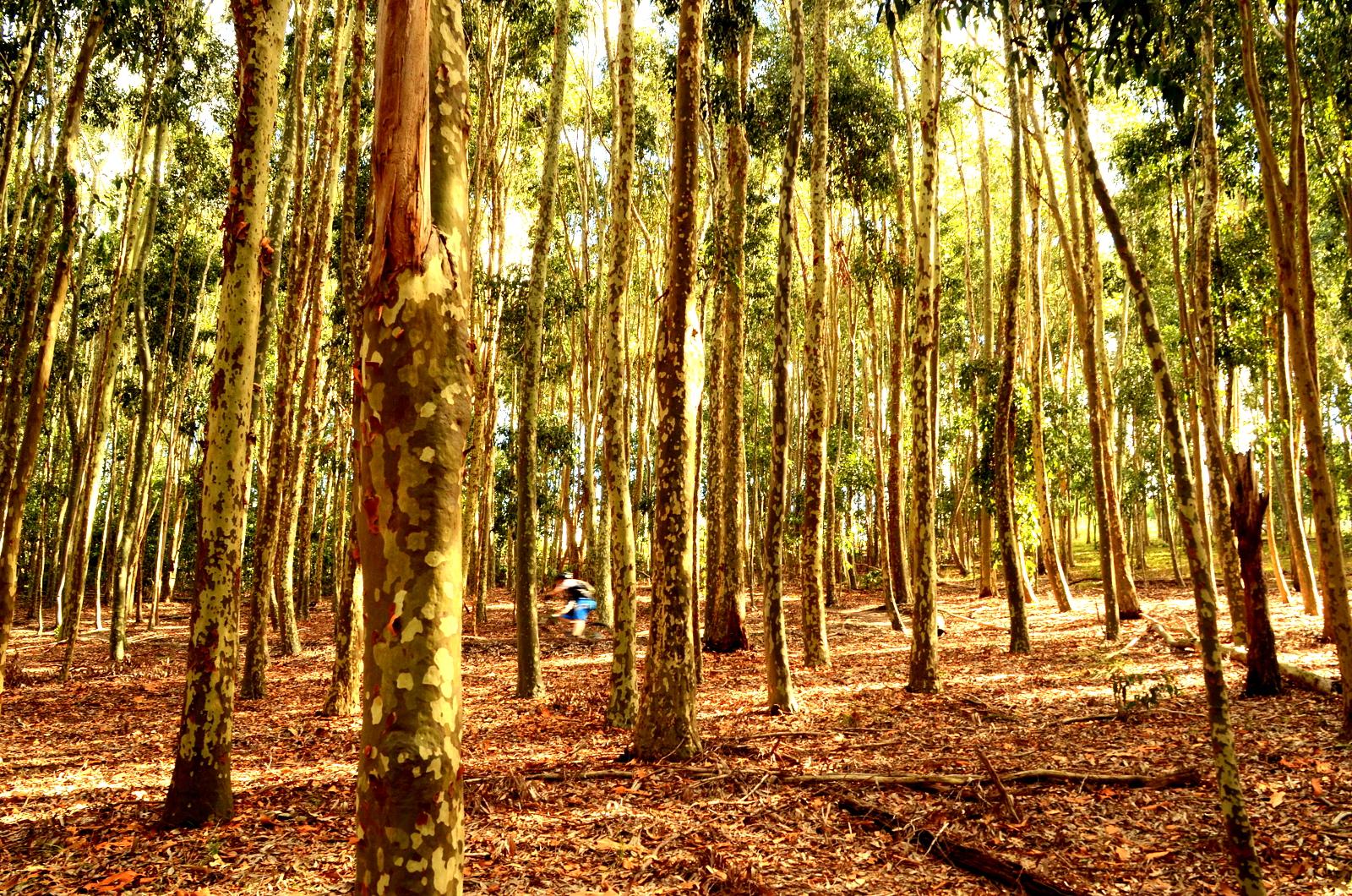 A sunlit eucalyptus forest with tall, slender trees and a carpet of dry leaves on the ground. The scene conveys a sense of tranquility and natural beauty. A person can be seen moving in the background, adding a sense of activity to the serene landscape. Lysterfield Mountain Bike Area mountain bike trail.