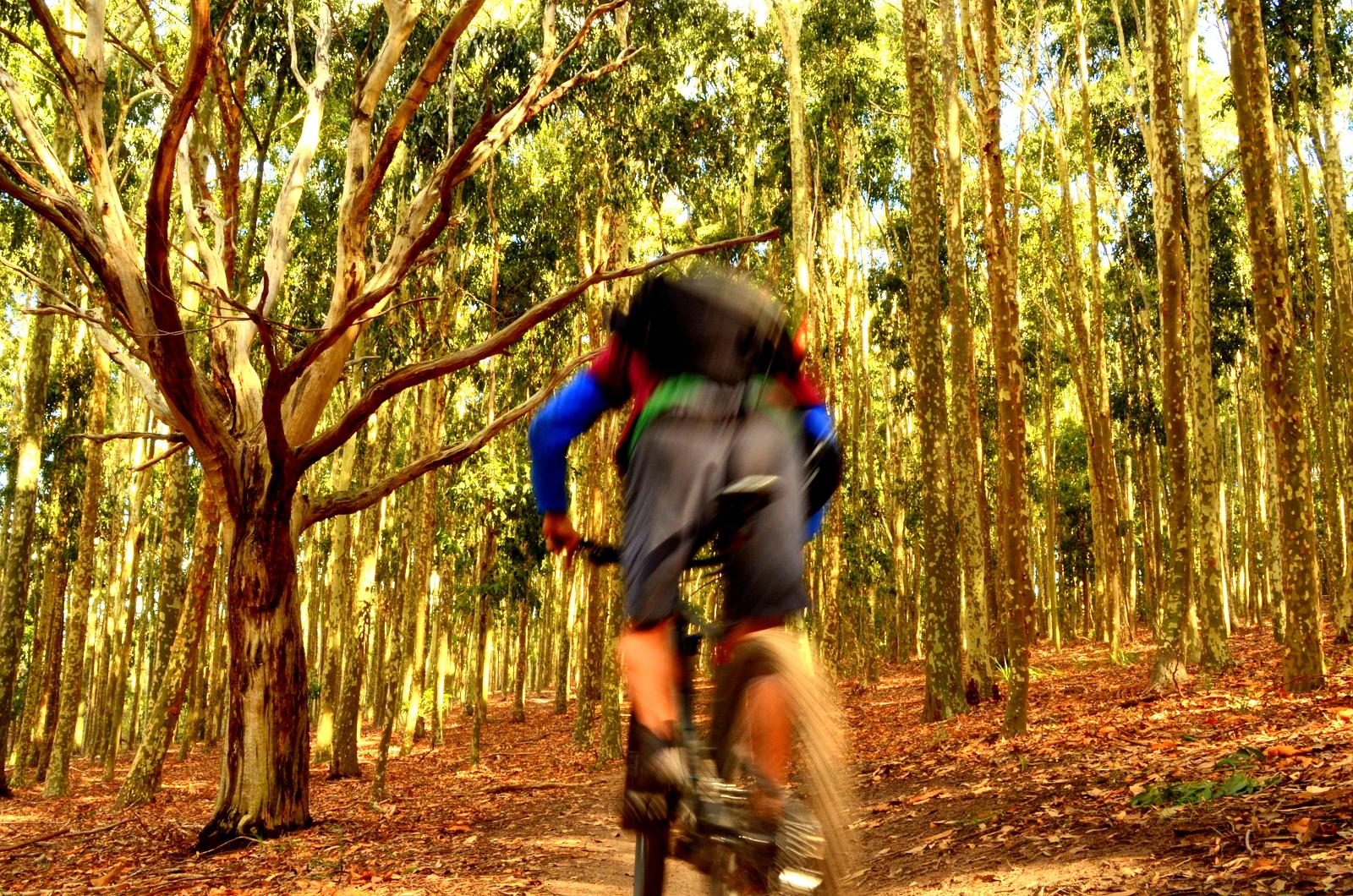 A blurred image of a person riding a mountain bike along a dirt path in a forest filled with tall eucalyptus trees. The sunlight filters through the leaves, creating a warm, golden glow on the ground covered with fallen leaves. The rider is dressed in a colorful outfit, showcasing motion as they navigate the trail. Lysterfield Mountain Bike Area mountain bike trail.