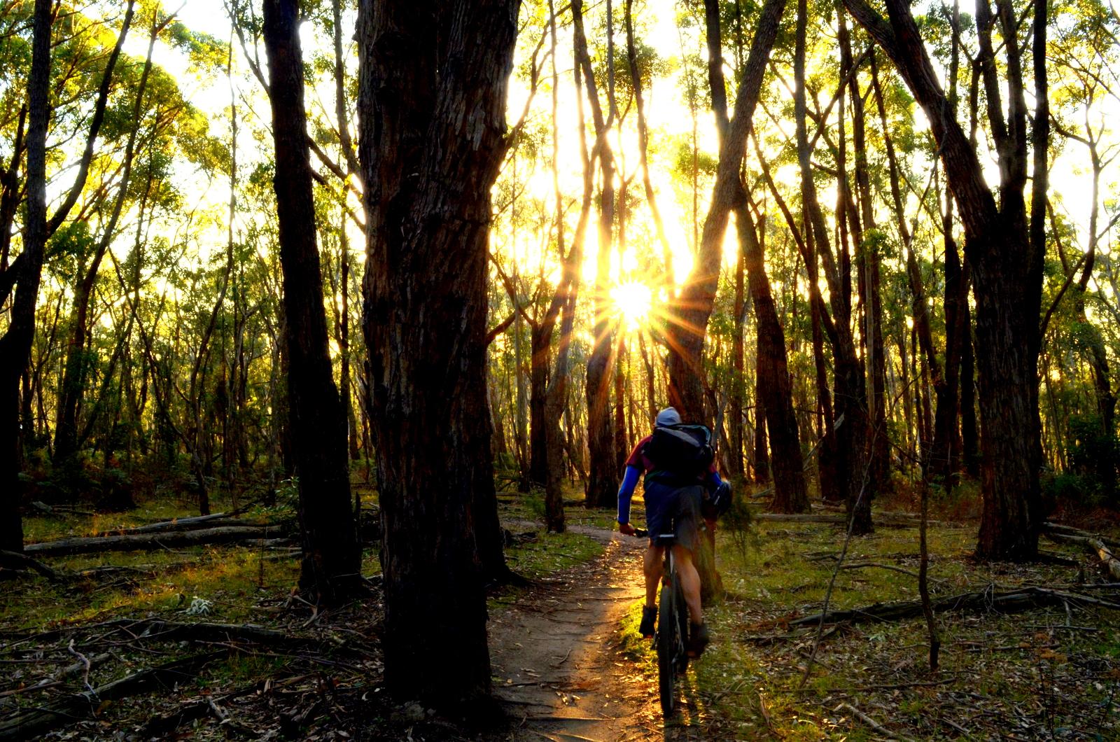 A cyclist riding along a path through a dense forest during sunset, with sunlight filtering through the trees and creating a warm glow. The scene captures the tranquility and beauty of nature. Lysterfield Mountain Bike Area mountain bike trail.