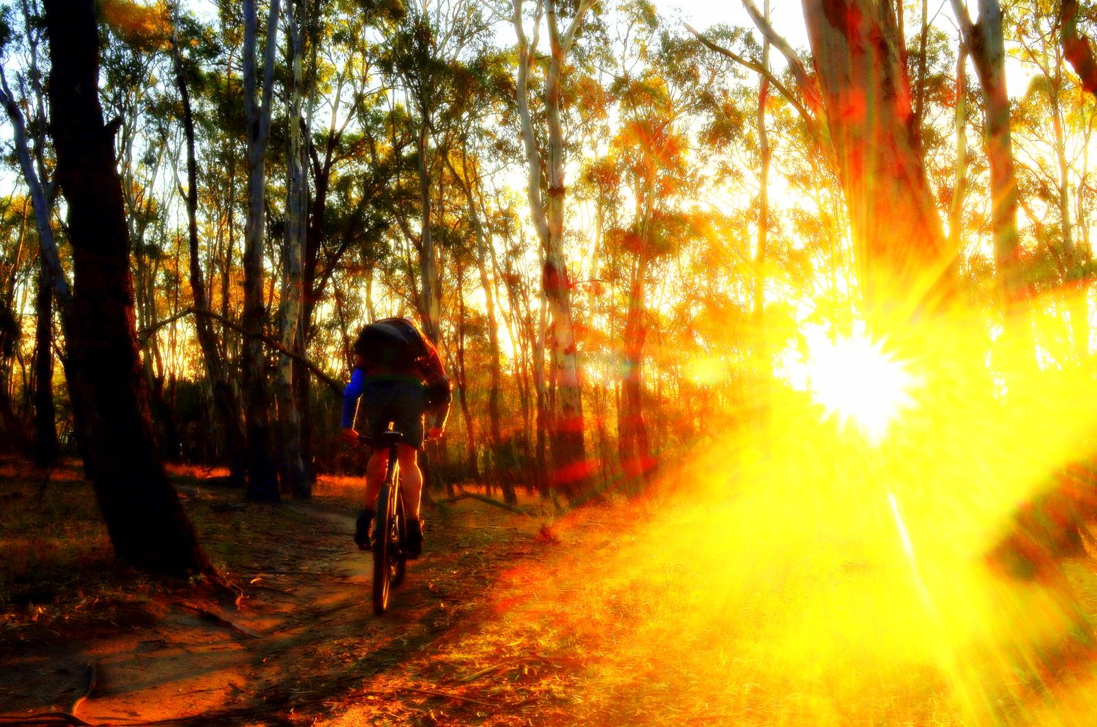 A mountain biker rides along a winding trail in a forest during sunset, surrounded by tall eucalyptus trees. The sun is low in the sky, casting a warm golden light that creates a vibrant and scenic atmosphere. Sunlight filters through the trees, creating a bright, radiant glow. Lysterfield Mountain Bike Area mountain bike trail.