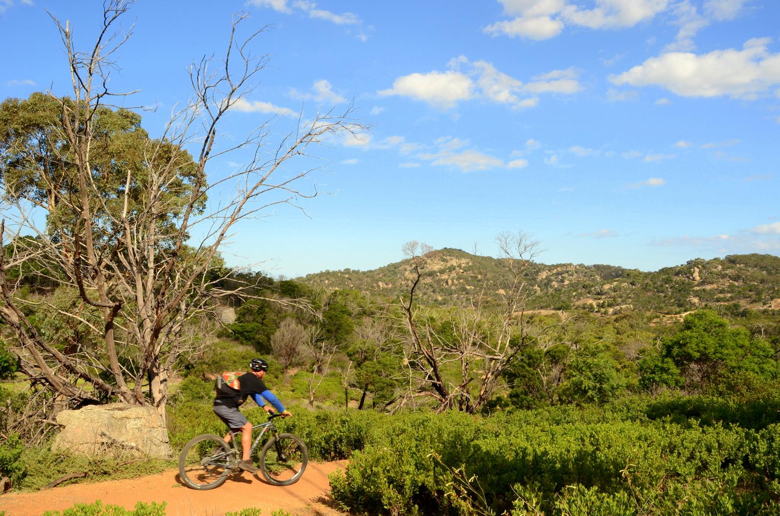 A mountain biker riding along a dirt trail surrounded by lush green vegetation and rocky hills, under a clear blue sky with a few clouds. Dead trees are visible alongside the path, contributing to the outdoor scenery. You Yangs Regional Park mountain bike trail.