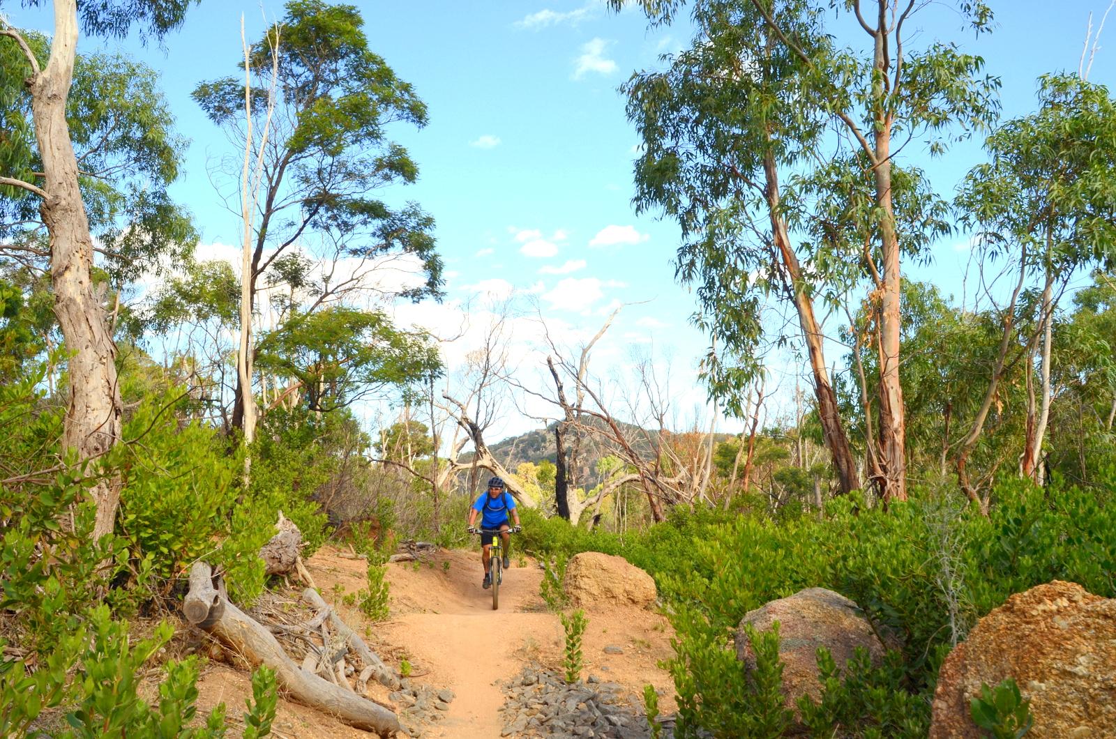 A cyclist riding on a sandy trail through a lush green forest, surrounded by tall trees and rocky terrain under a partly cloudy blue sky. You Yangs Regional Park mountain bike trail.