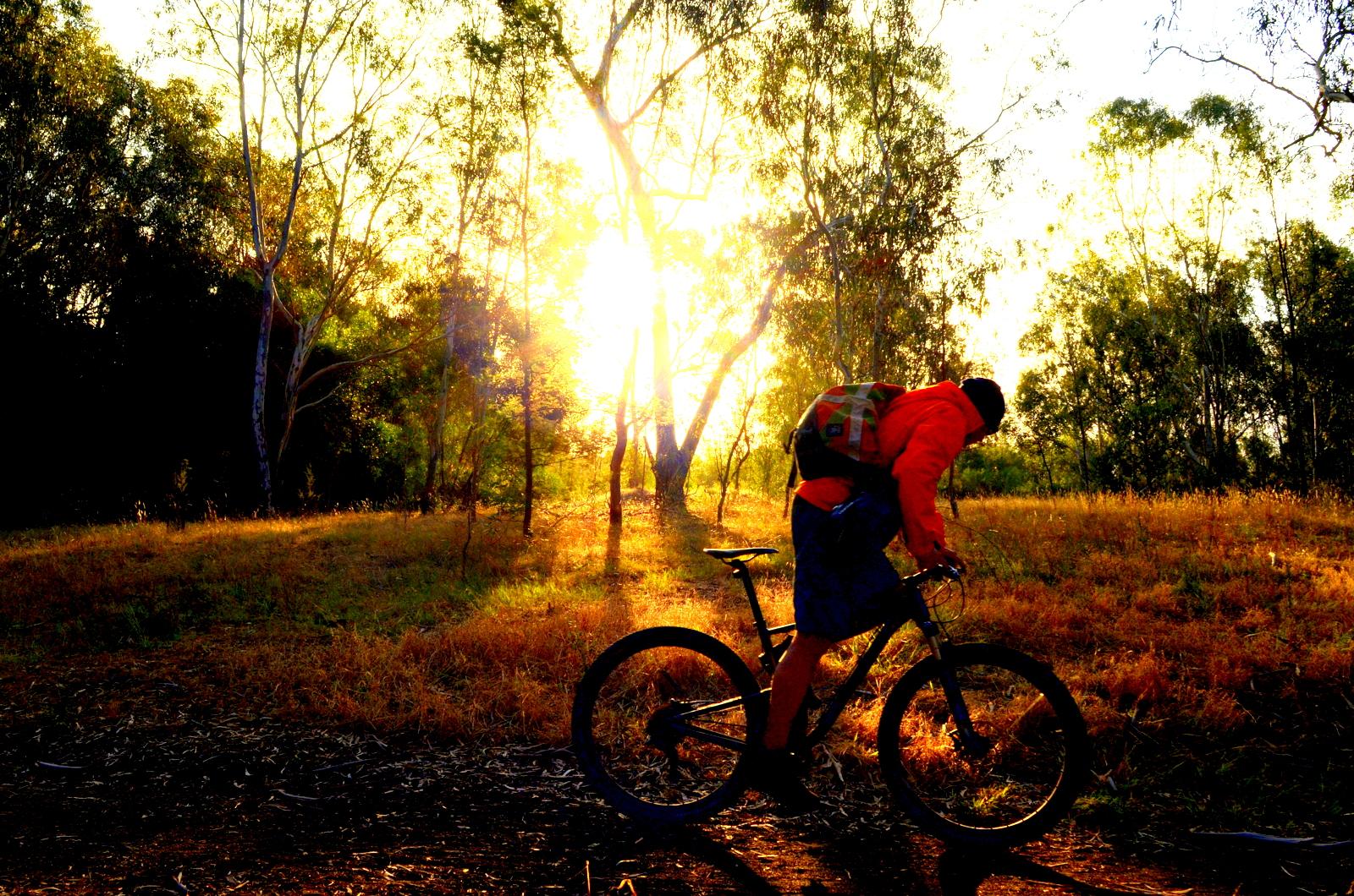 A person on a mountain bike, dressed in a bright orange jacket, bends over to adjust their bike in a sunlit forest clearing. The setting sun casts a warm glow through the trees, illuminating the surrounding grass and foliage. Yarra Trails mountain bike trail.
