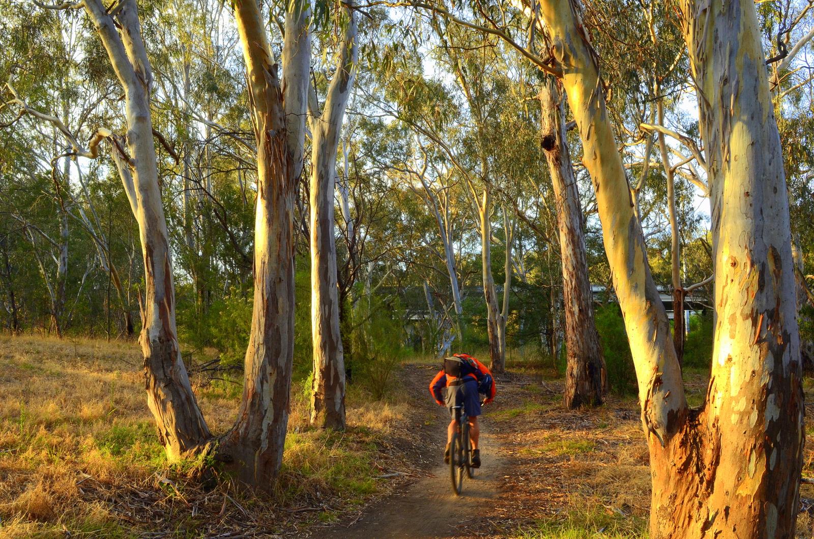 A cyclist riding a mountain bike along a dirt path surrounded by tall eucalyptus trees, bathed in warm sunlight. The scene captures the natural beauty of an outdoor setting with greenery and a peaceful atmosphere. Yarra Trails mountain bike trail.