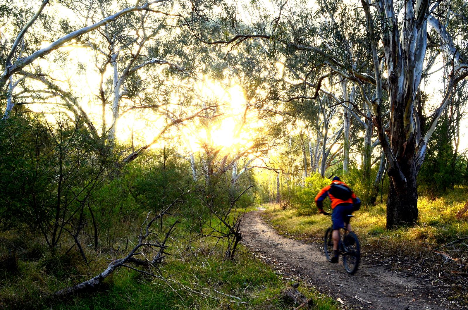 A mountain biker rides along a dirt path in a lush forest, with tall eucalyptus trees and vibrant green foliage surrounding the trail. The sun sets in the background, casting a warm glow through the trees and illuminating the scene. Yarra Trails mountain bike trail.