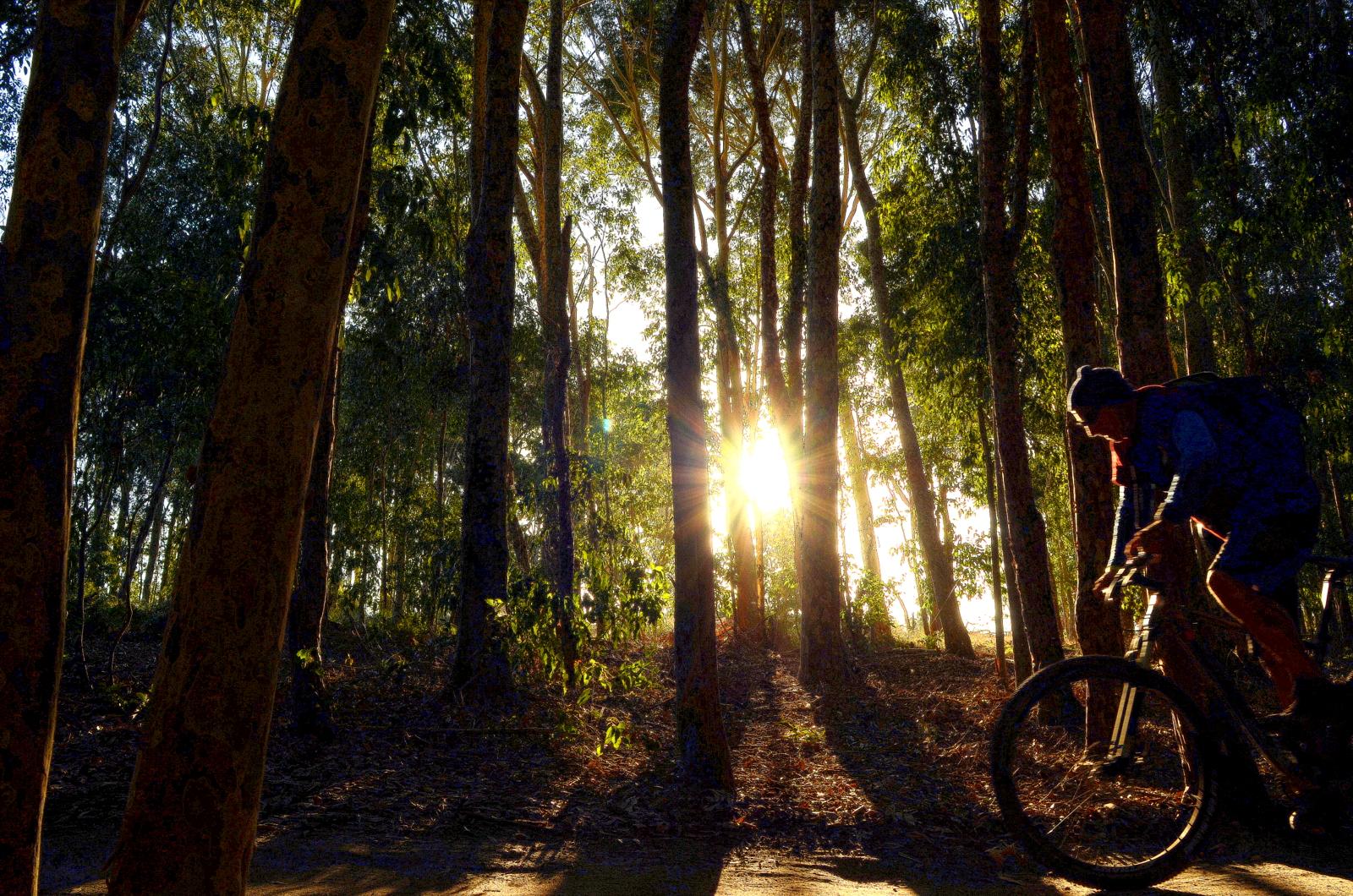 A cyclist riding along a path through a forest of tall eucalyptus trees, with sunlight streaming through the tree trunks, creating a warm, golden ambiance. Lysterfield Mountain Bike Area mountain bike trail.