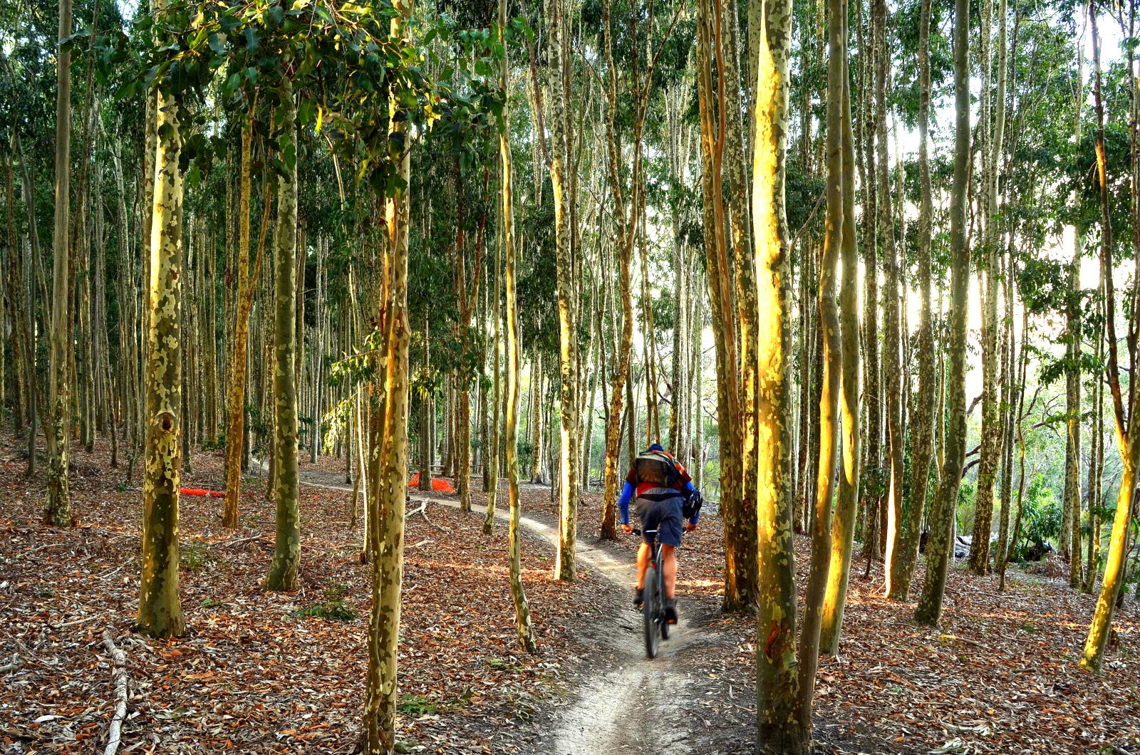 A person riding a mountain bike along a narrow dirt trail through a wooded area, surrounded by tall eucalyptus trees. The ground is covered in fallen leaves, and the sunlight filters through the trees, creating a peaceful and serene atmosphere. Lysterfield Mountain Bike Area mountain bike trail.