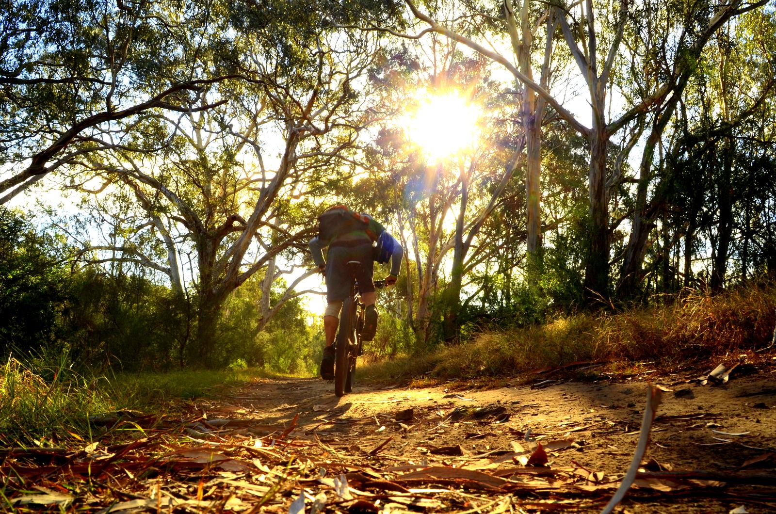 A cyclist rides along a dirt path surrounded by tall trees, with sunlight streaming through the foliage, creating a warm and vibrant atmosphere. Yarra Trails mountain bike trail.