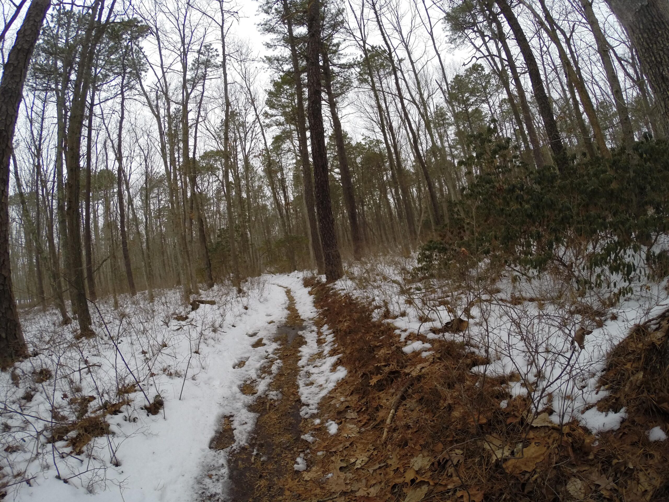 A winding dirt path through a snowy forest, lined with bare trees and patches of green foliage. Light snowfall creates a serene winter atmosphere, with remnants of fallen leaves scattered along the trail. Allaire State Park mountain bike trail.