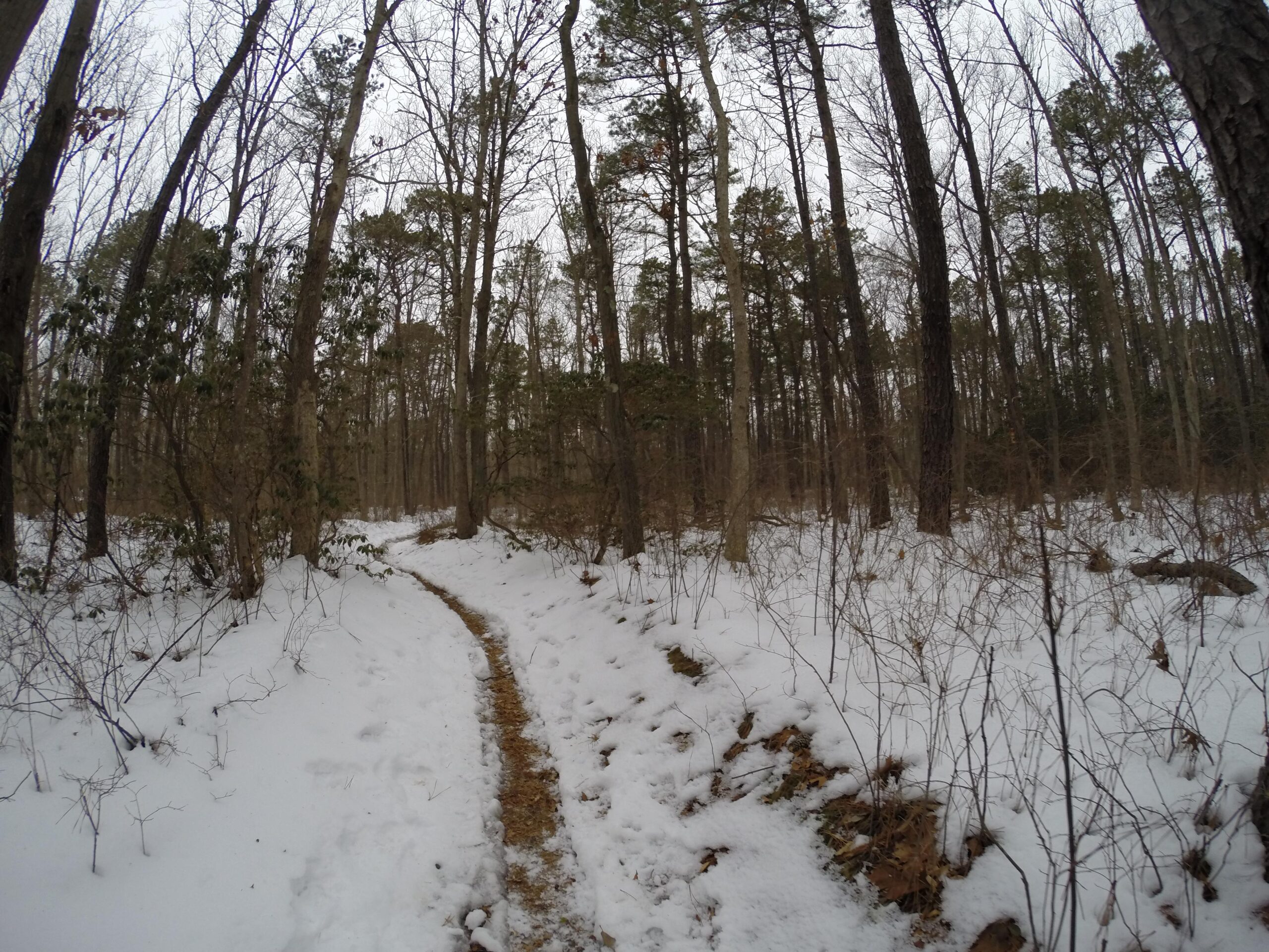 A snow-covered trail winding through a dense forest, with tall trees on either side and a gray sky overhead. The path is flanked by patches of snow and sparse underbrush, suggesting a tranquil winter scene. Allaire State Park mountain bike trail.
