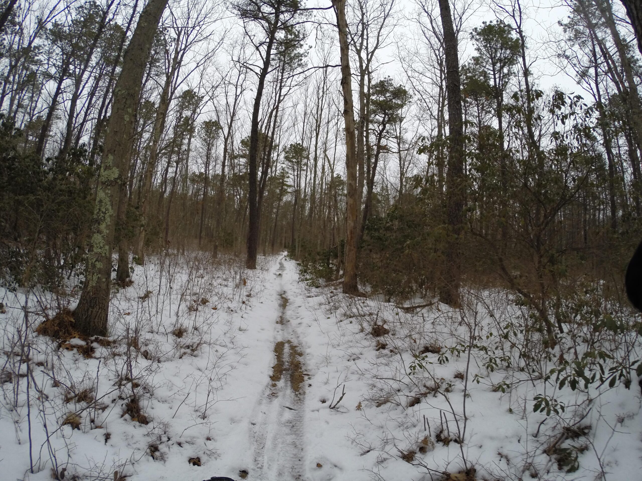 A snow-covered trail winding through a wooded area, surrounded by tall trees and sparse underbrush. The scene is serene and quiet, with a cloudy sky above and a gentle covering of snow on the ground. Allaire State Park mountain bike trail.