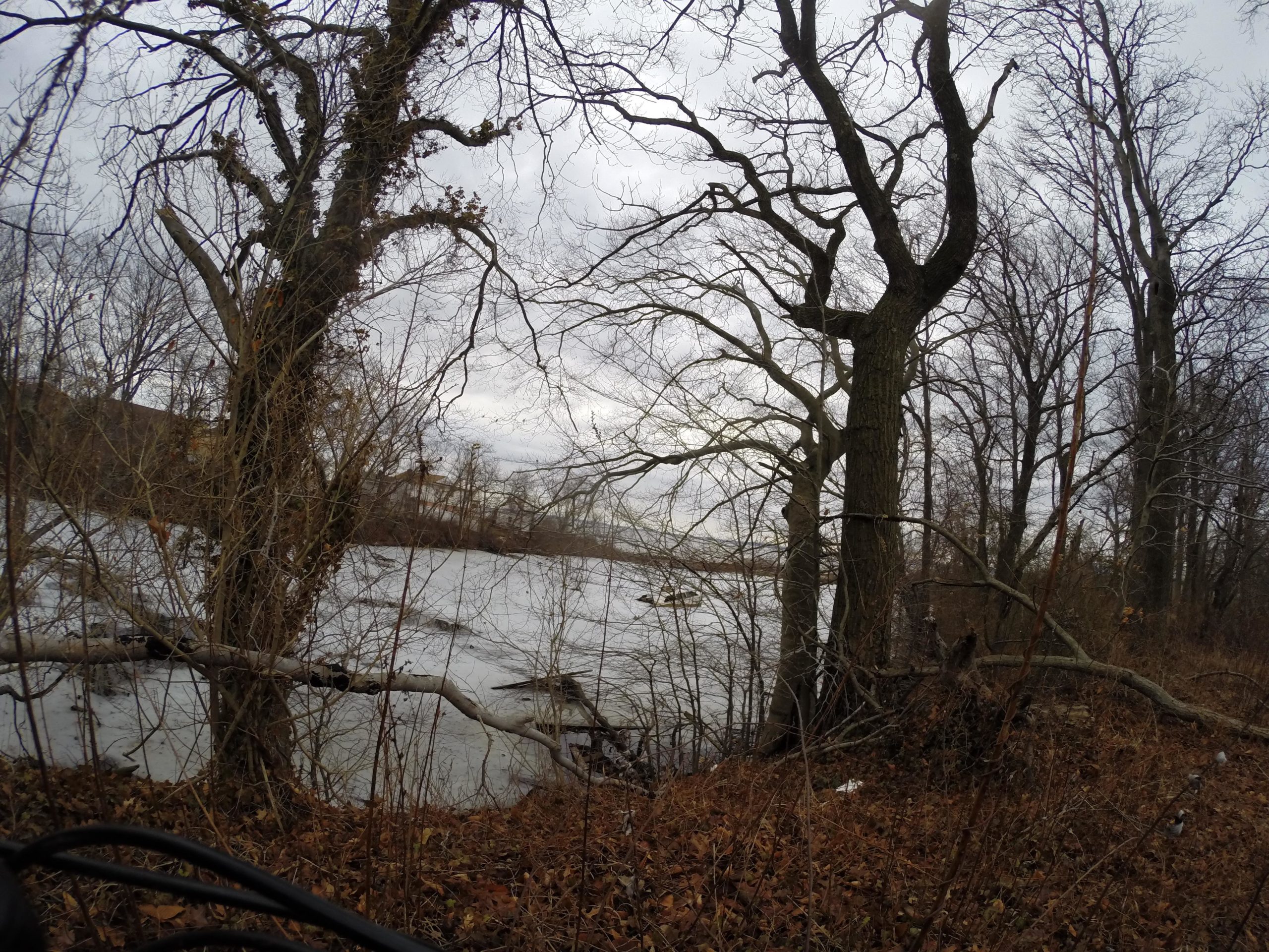 A landscape view of a riverbank in winter. The scene features bare trees with intertwining branches, some partially covered in vines, and a frozen river in the background. The ground is covered with fallen leaves, and the sky is overcast, creating a muted atmosphere. Wolfes Pond park mountain bike trail.
